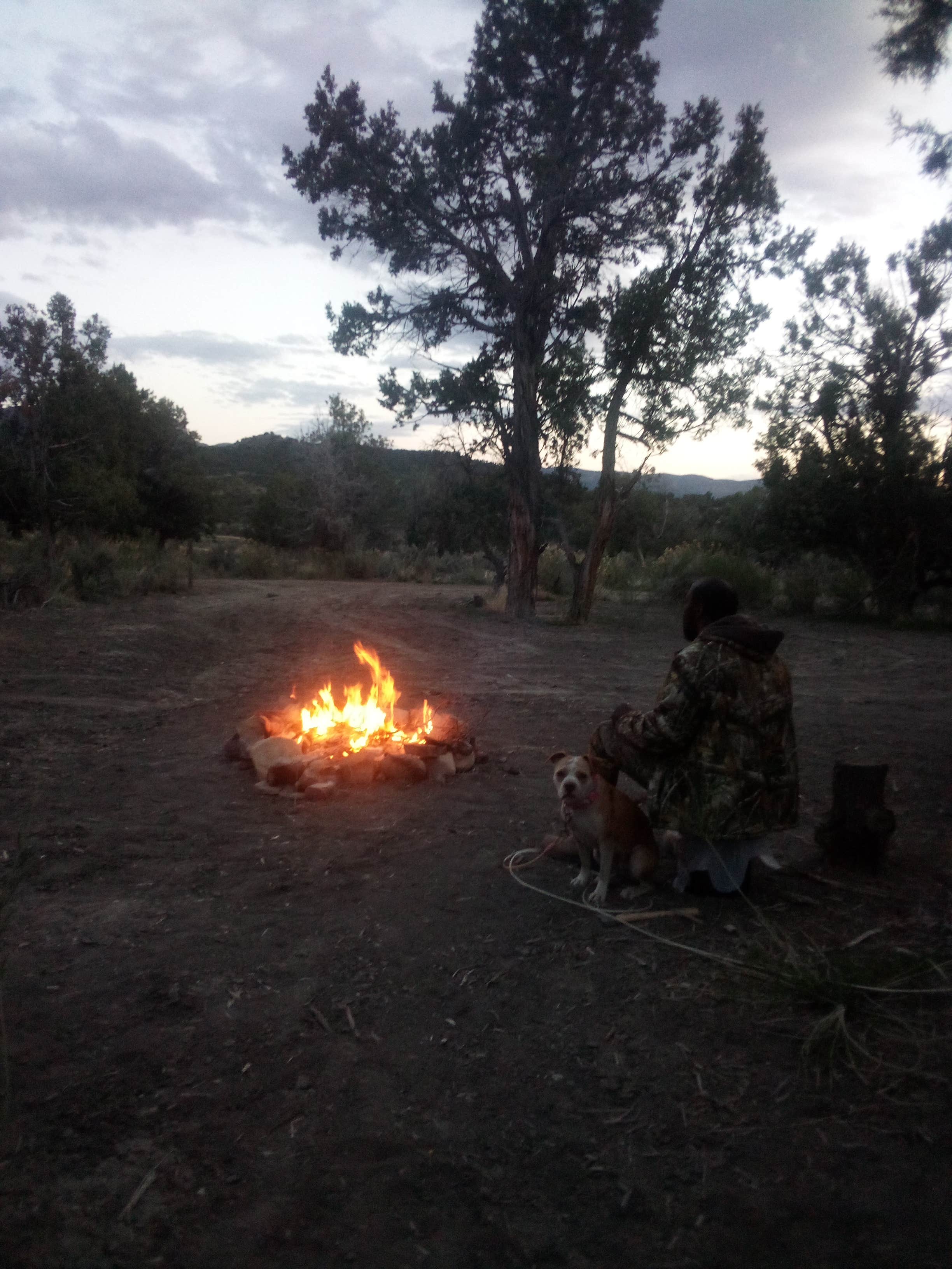 Tracy H.'s photo of camping with pets at Chutes and Ladders Dipsersed near Cortez, CO