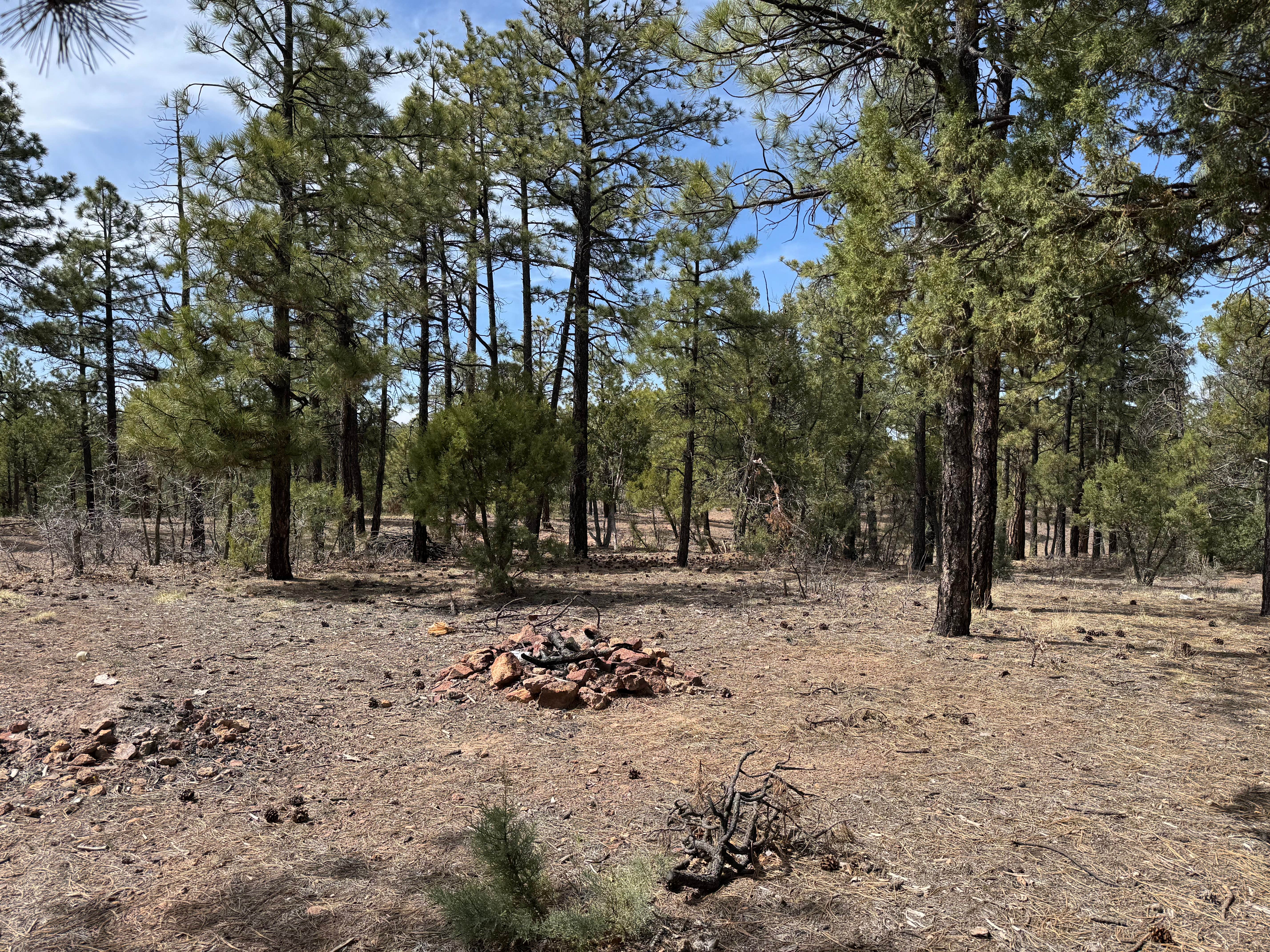 Cibola National Forest