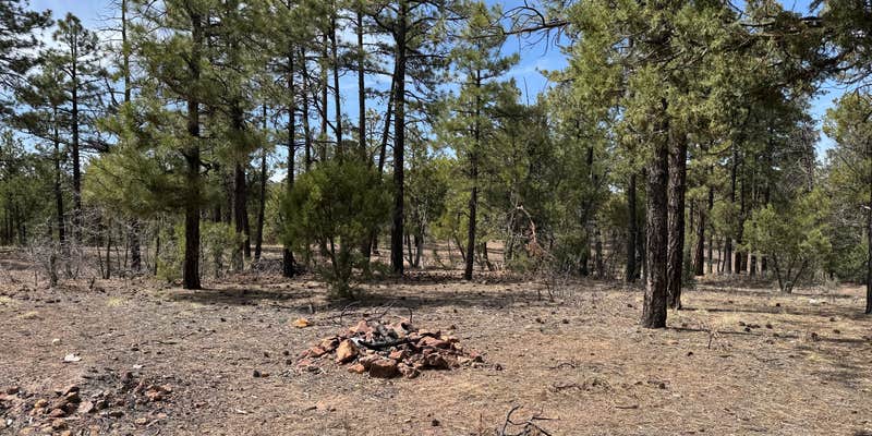 Camper submitted image from Cibola National Forest