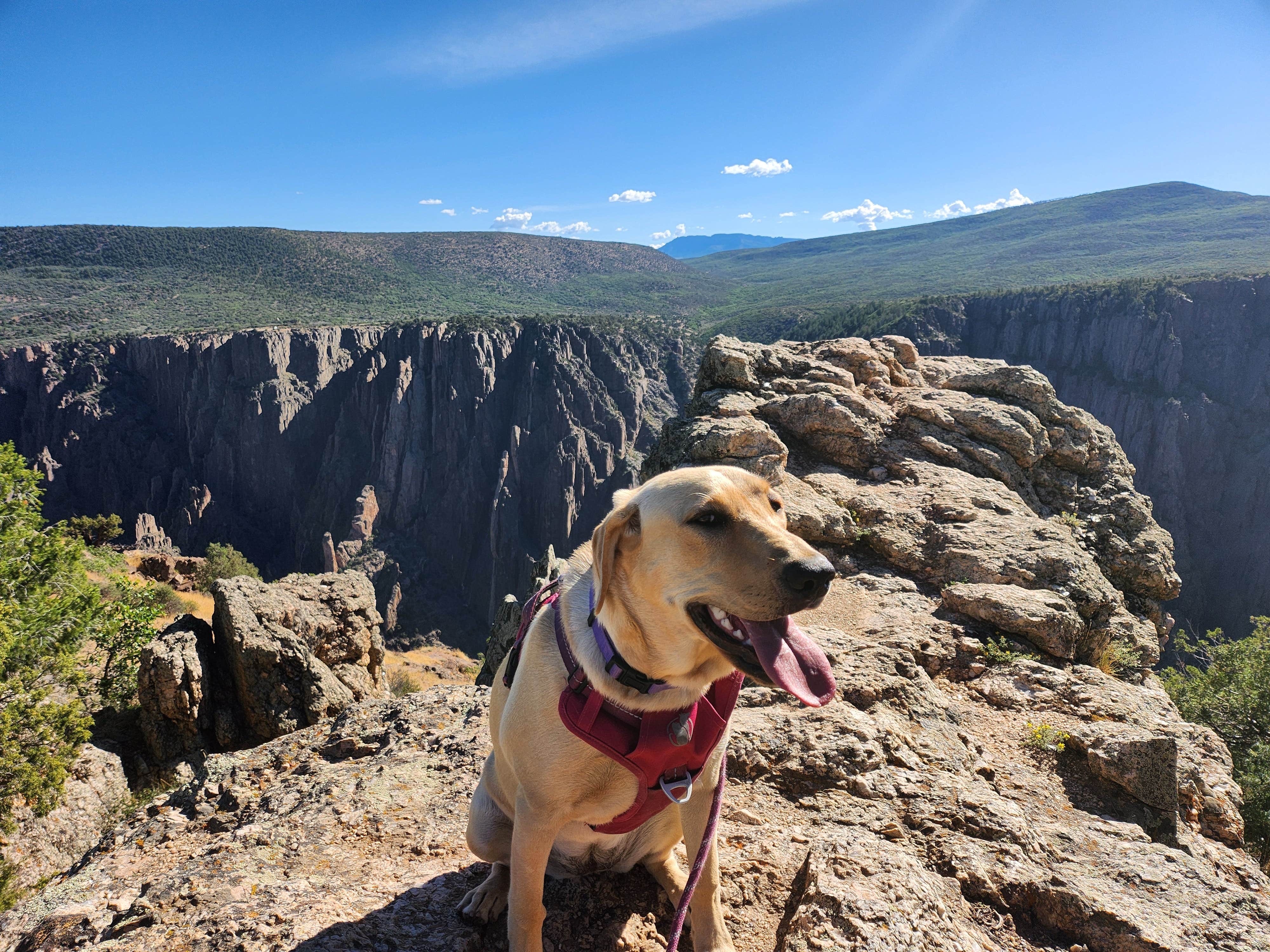 Wm S.'s photo of camping with pets at Cimarron Campground (CO) — Curecanti National Recreation Area near Powderhorn, CO