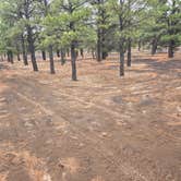 Review photo of Cinder Hills Off Highway Vehicle Area by dMitri D., May 5, 2026