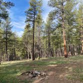 Review photo of Cinder Hills Off Highway Vehicle Area by Sydney D., March 24, 2026