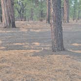 Review photo of Cinder Hills Off Highway Vehicle Area by Shayla S., May 4, 2025