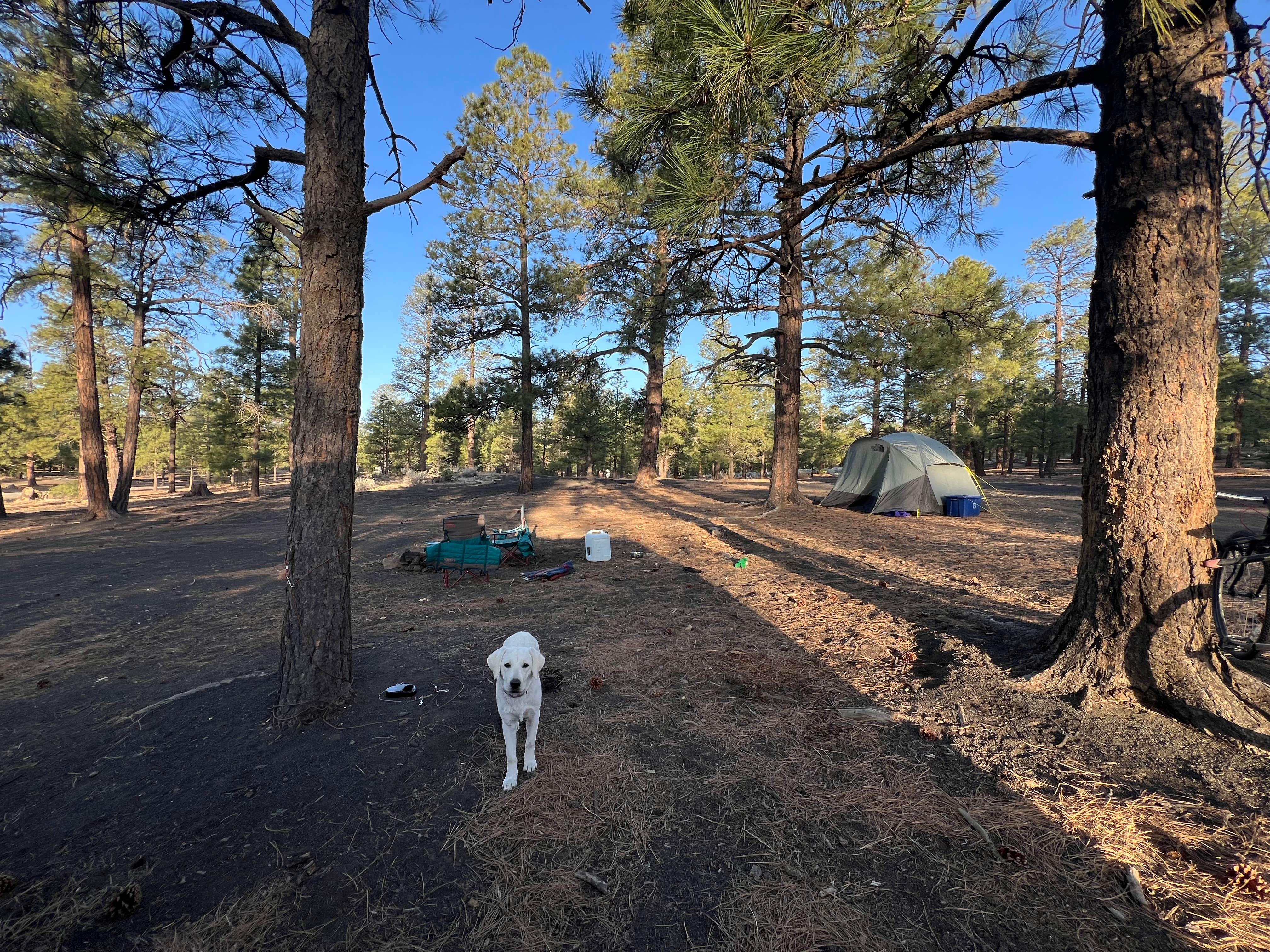 Catherine S.'s photo of camping with pets at Cinder Hills Off Highway Vehicle Area near Cameron, AZ
