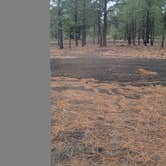 Review photo of Cinder Hills Off Highway Vehicle Area by Shayla S., May 4, 2025
