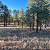 Review photo of Cinder Hills Off Highway Vehicle Area by Nathaniel F., June 13, 2024