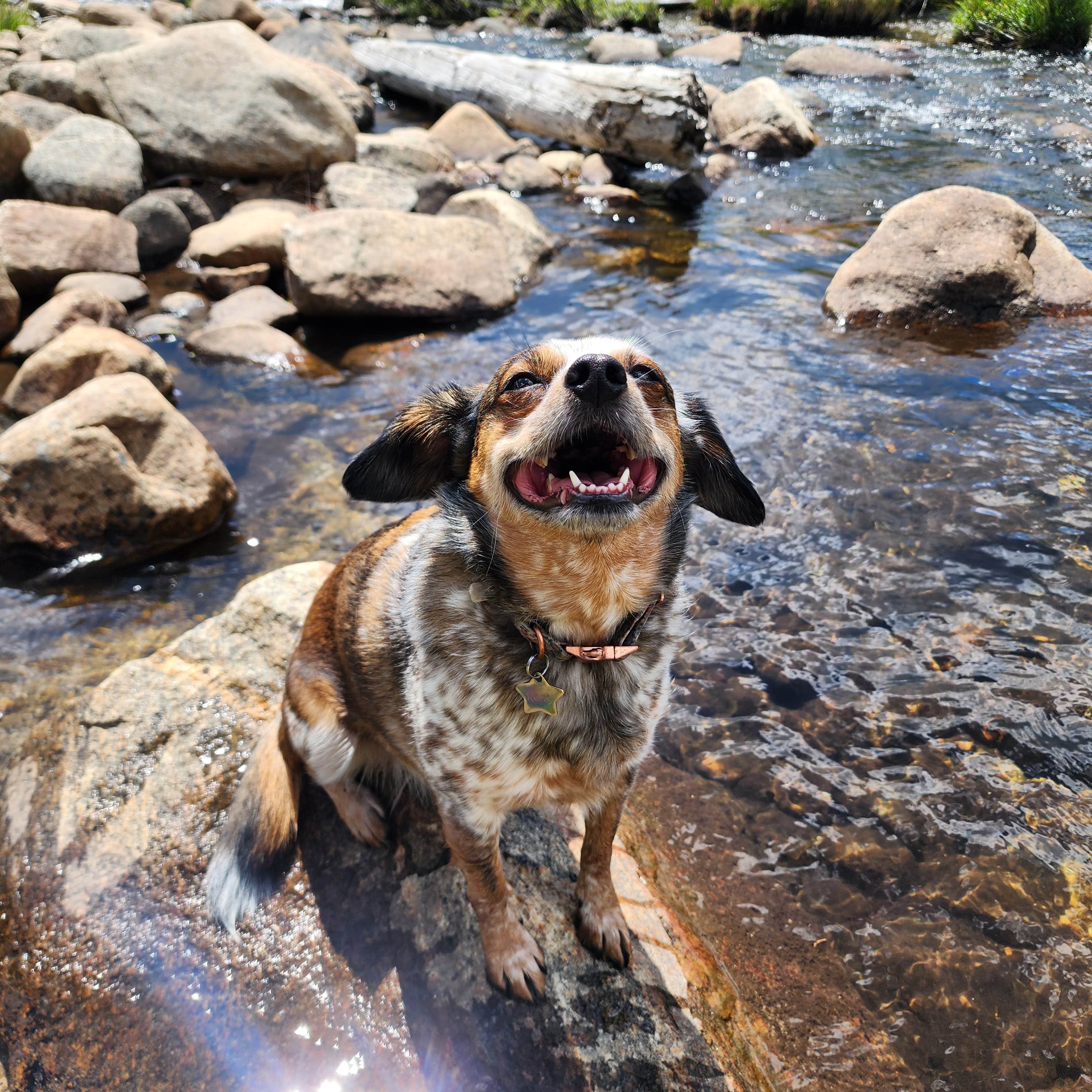 Jozey B.'s photo of camping with pets at Circle Road Dispersed Camping near Saddlestring, WY
