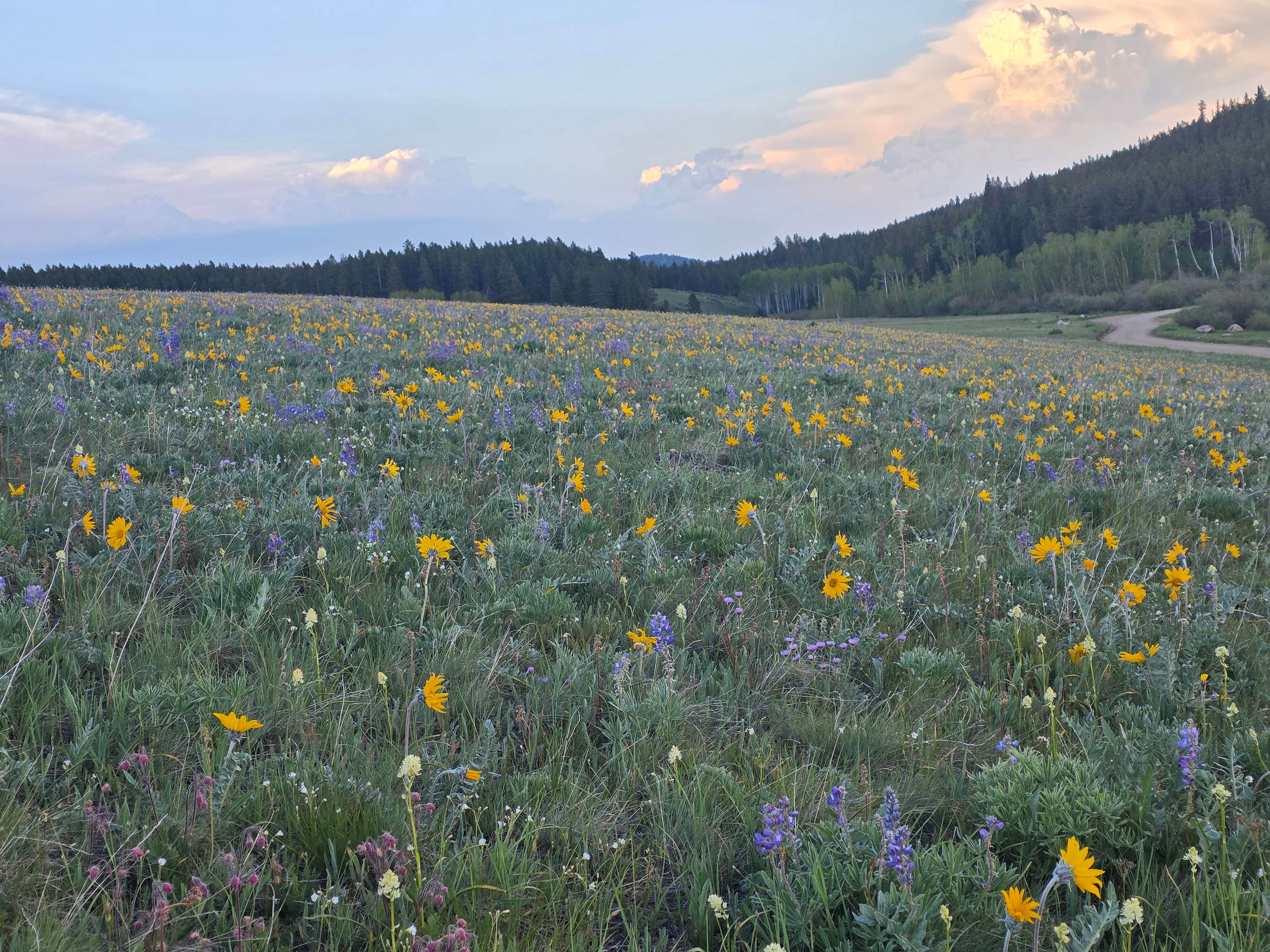 Camper-submitted photo at Circle Road Dispersed Camping near Saddlestring, WY