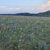 Review photo of Circle Road Dispersed Camping by Milo D., June 14, 2025