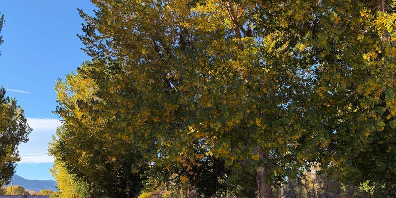 Camper submitted image from Circle the Wagons RV Park