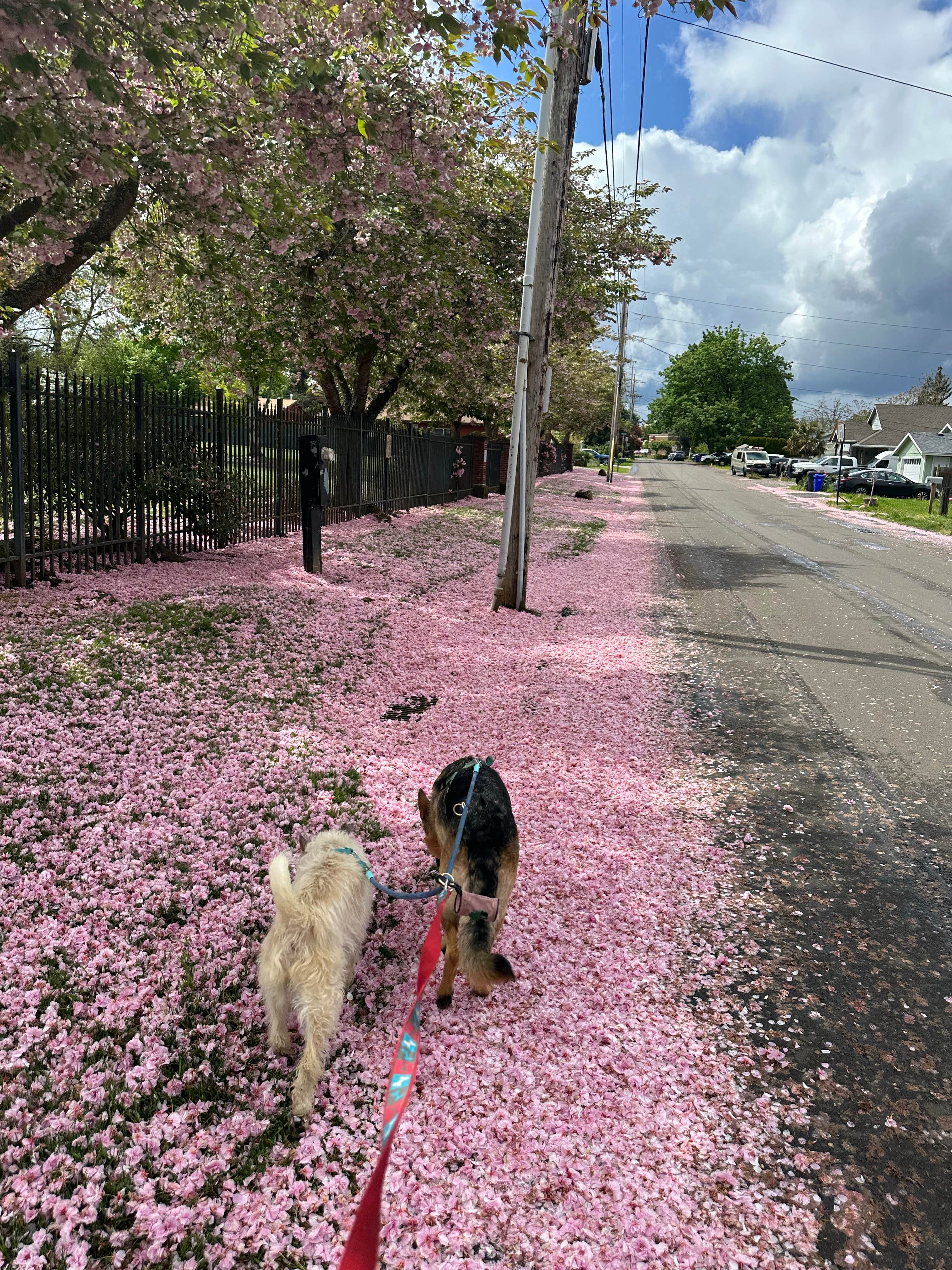 Mike M.'s photo of camping with pets at Clackamette RV Park near Sandy, OR