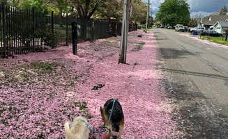 Mike M.'s photo of camping with pets at Clackamette RV Park near Beaverton, OR