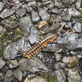Review photo of Clarion River Campground by evan , July 8, 2025