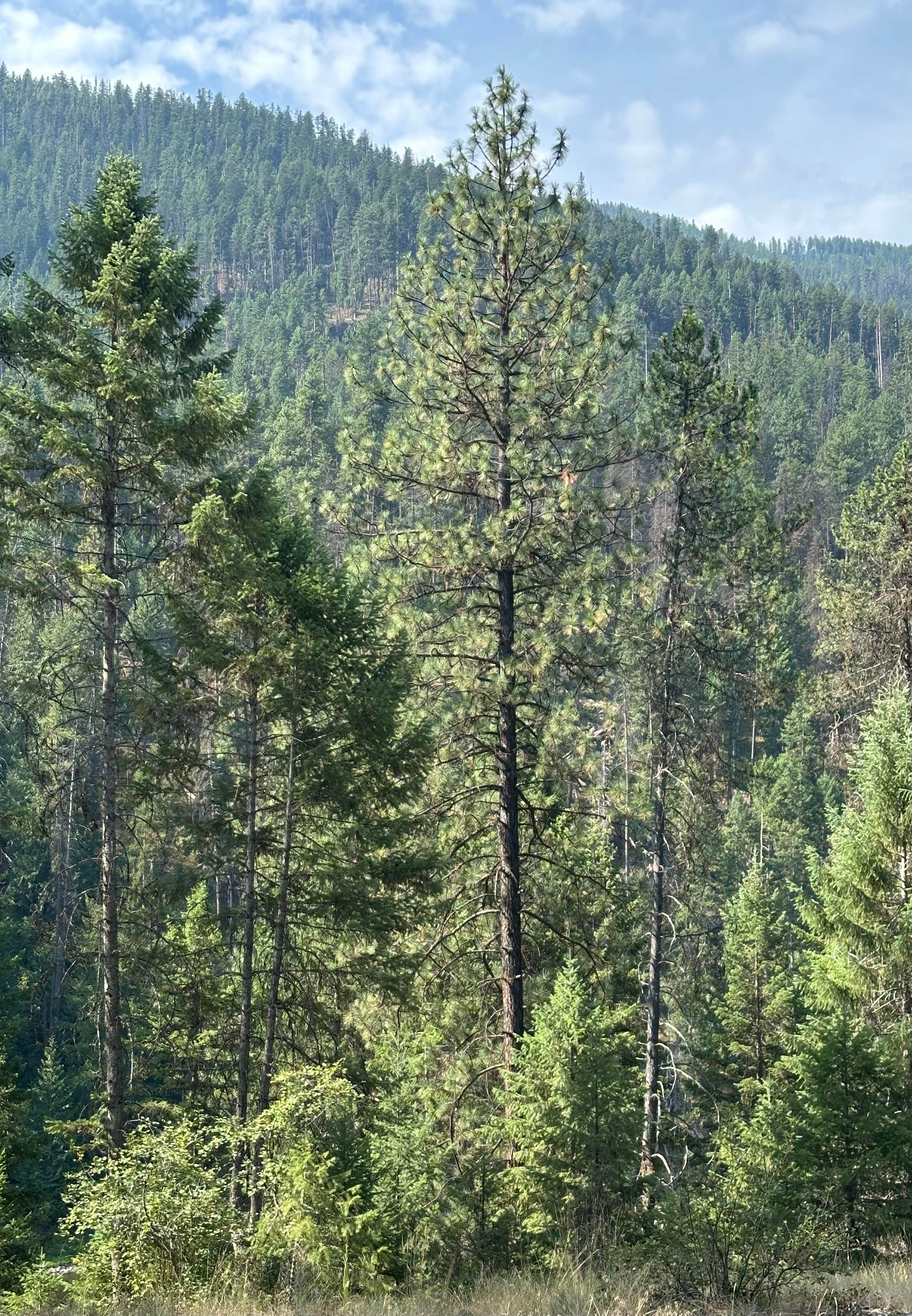 Camper-submitted photo at Clark Fork River near Plains, MT