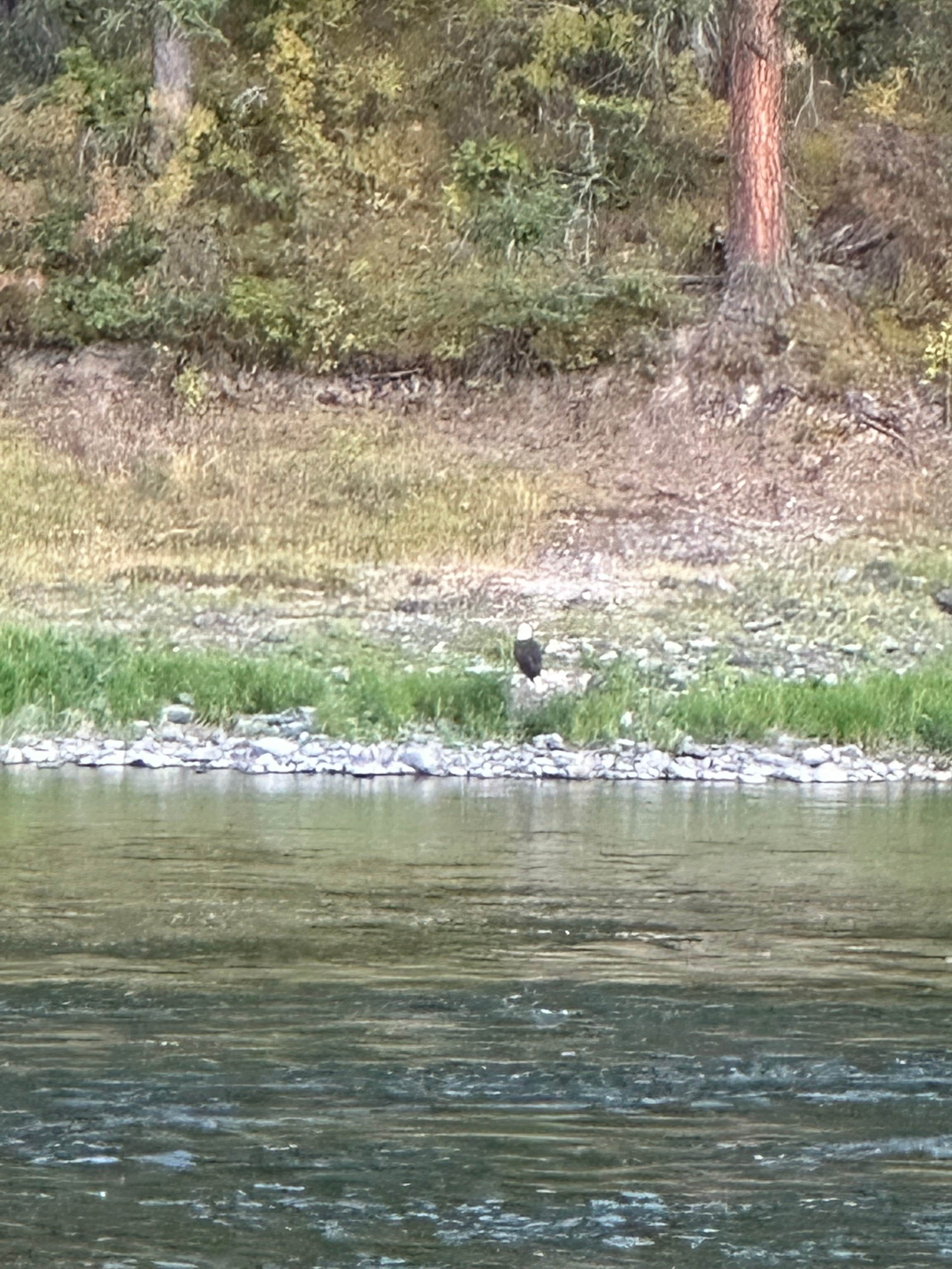 Camper-submitted photo at Clark Fork River near Saltese, MT