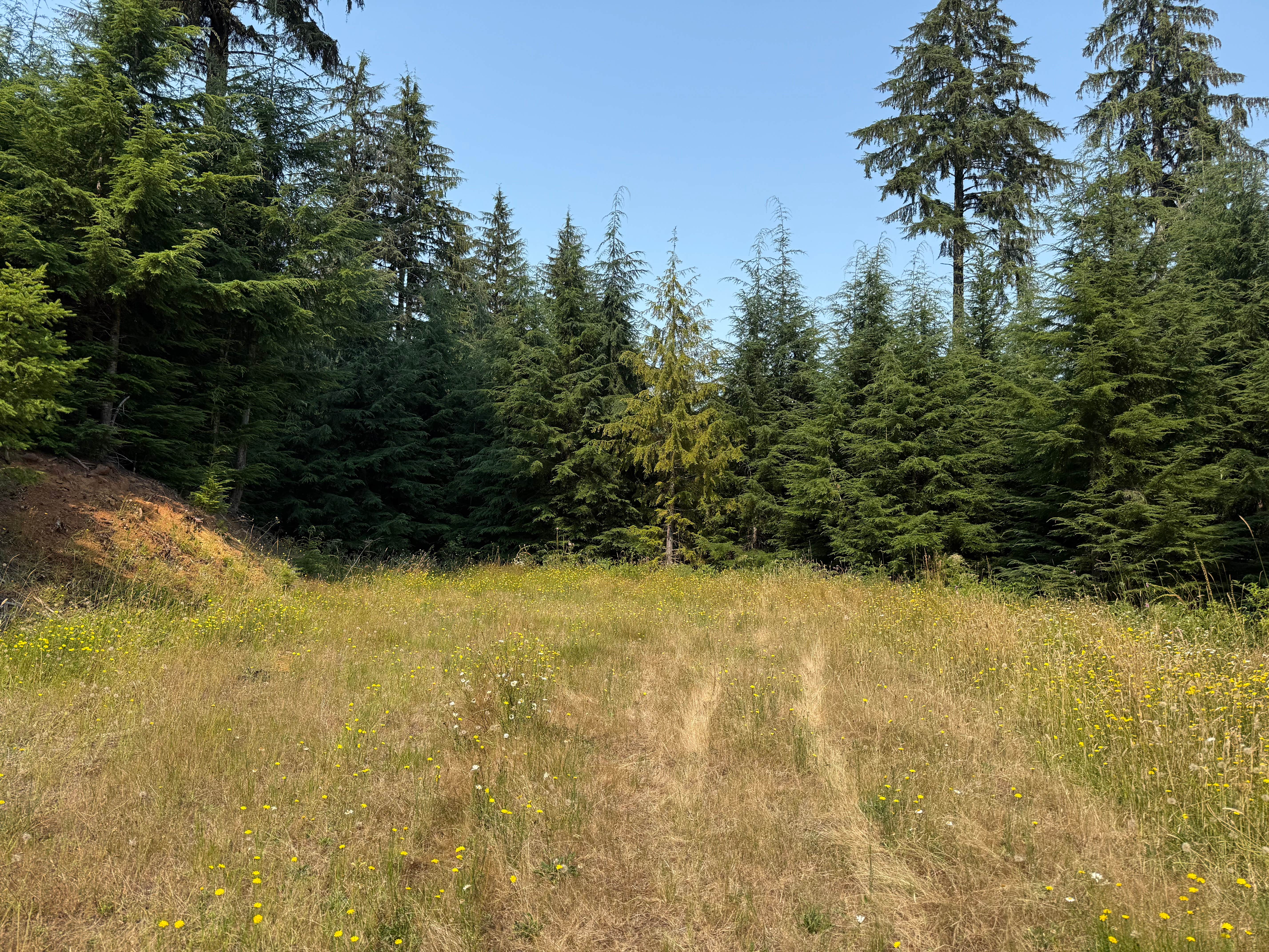 Camping near Clatsop State Forest Northrup Creek Horse Campground: Clatsop State Forest Plympton Ridge Road Campsite, Cathlamet, Oregon