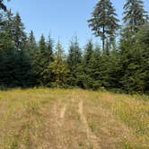 Review photo of Clatsop State Forest Plympton Ridge Road Campsite by Tracy , August 15, 2026