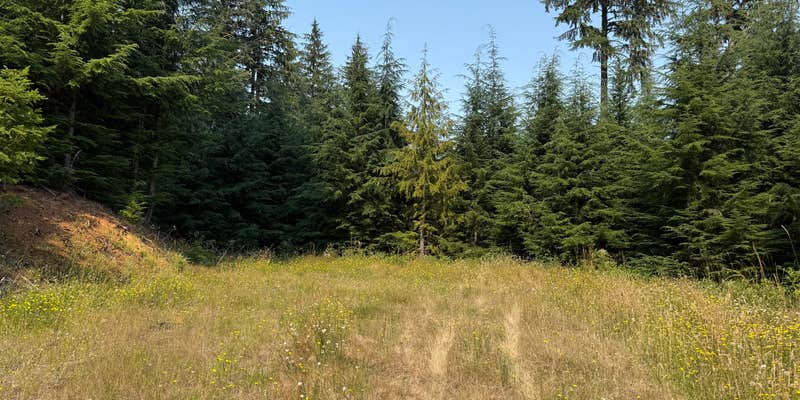 Camper submitted image from Clatsop State Forest Plympton Ridge Road Campsite