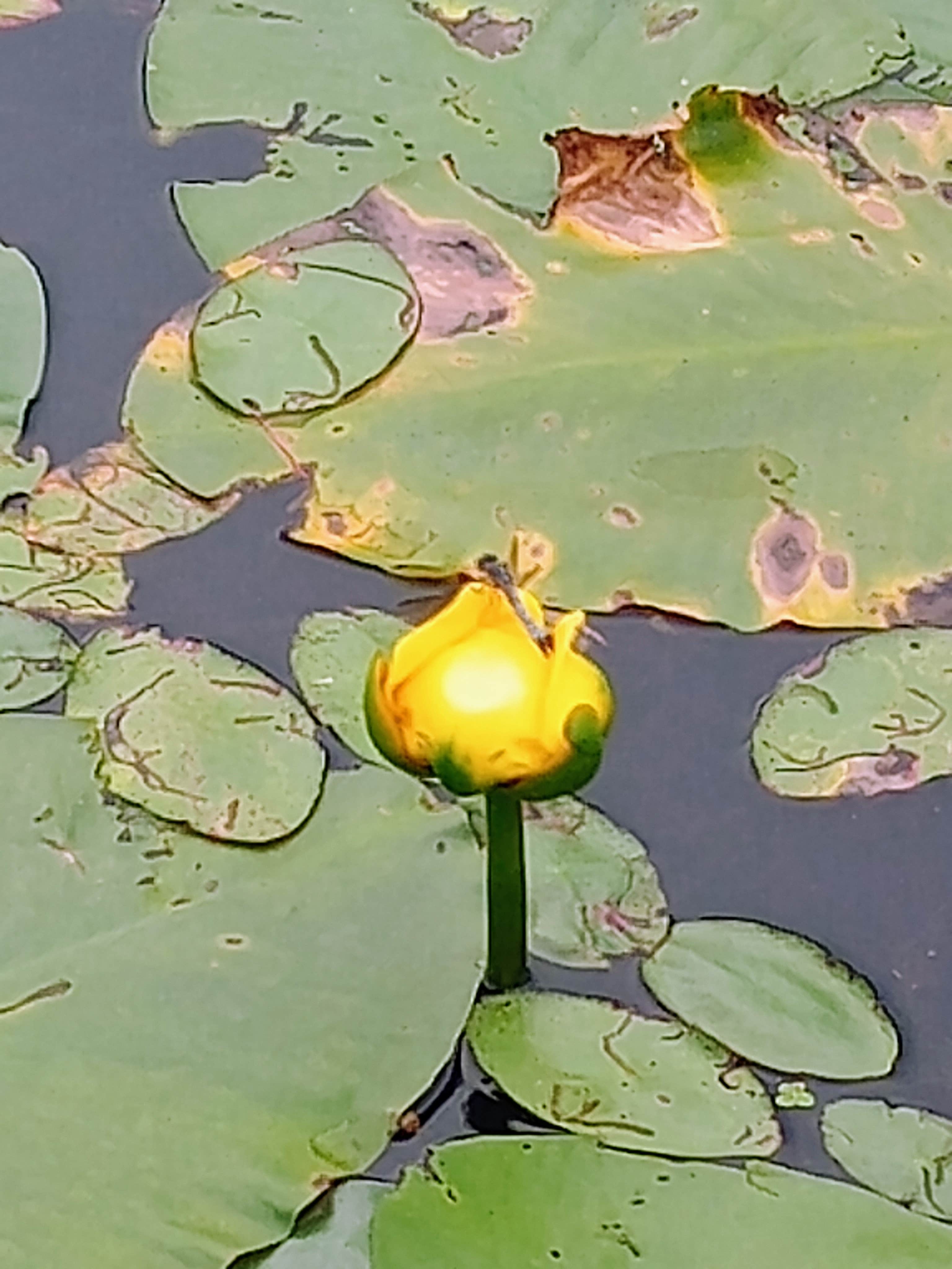 Camping near Honesdale - Poconos KOA: Clayton Park RV Escape, Lake Ariel, Pennsylvania