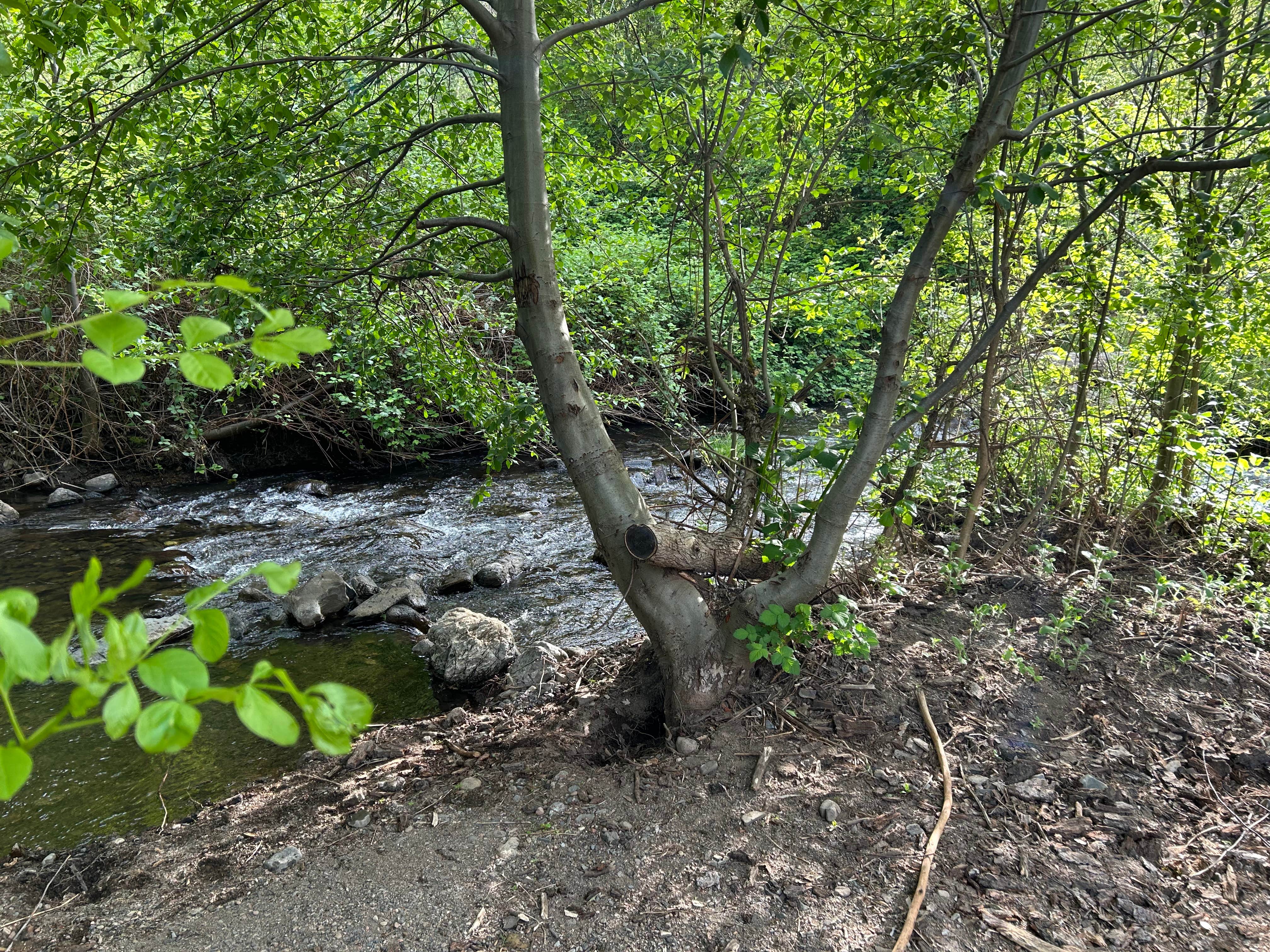 Camper-submitted photo at Cline Gulch BLM Dispersed near French Gulch, CA