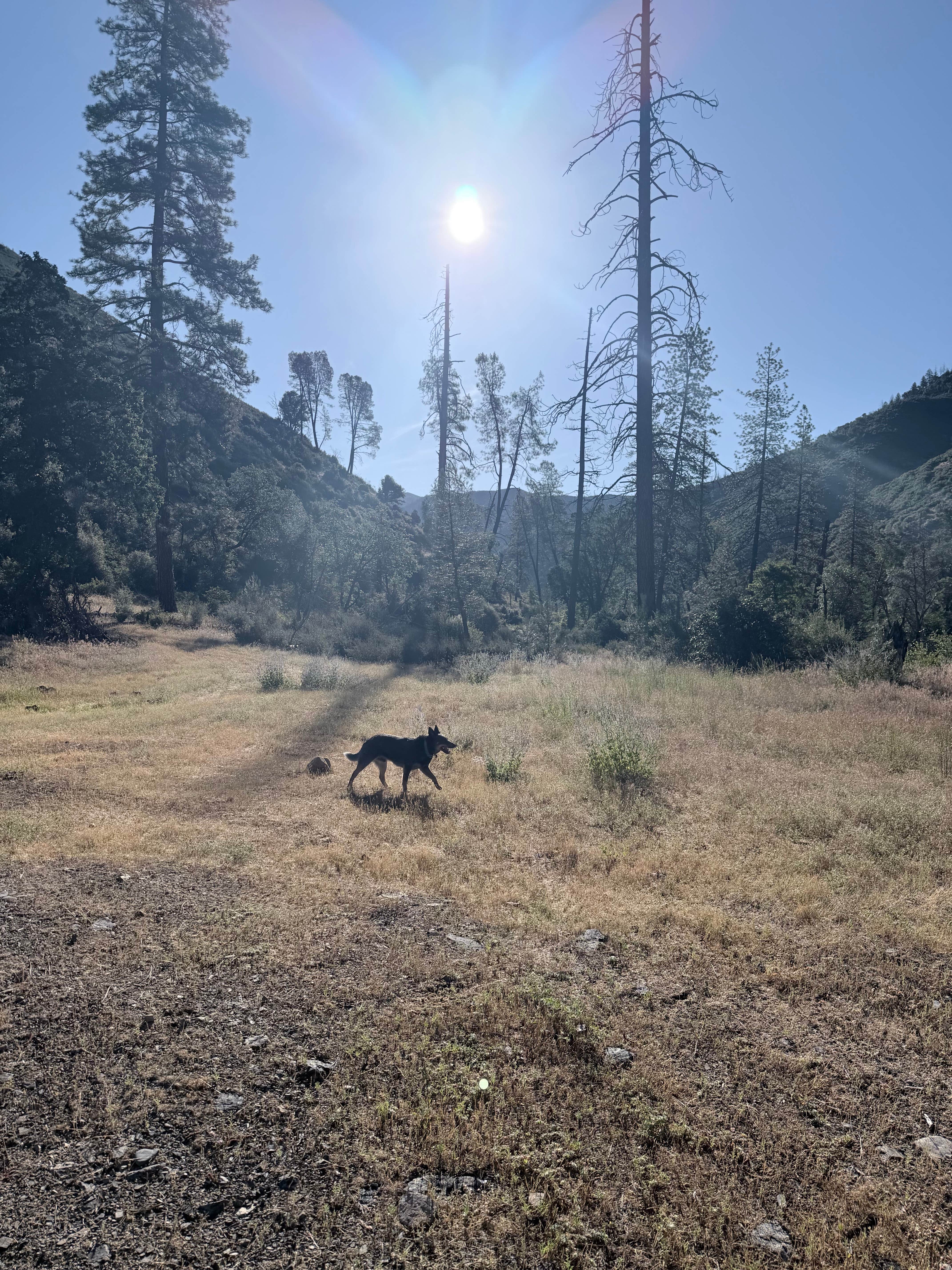 Grant M.'s photo of a dispersed camping area at Cline Gulch BLM Dispersed near Lewiston, CA
