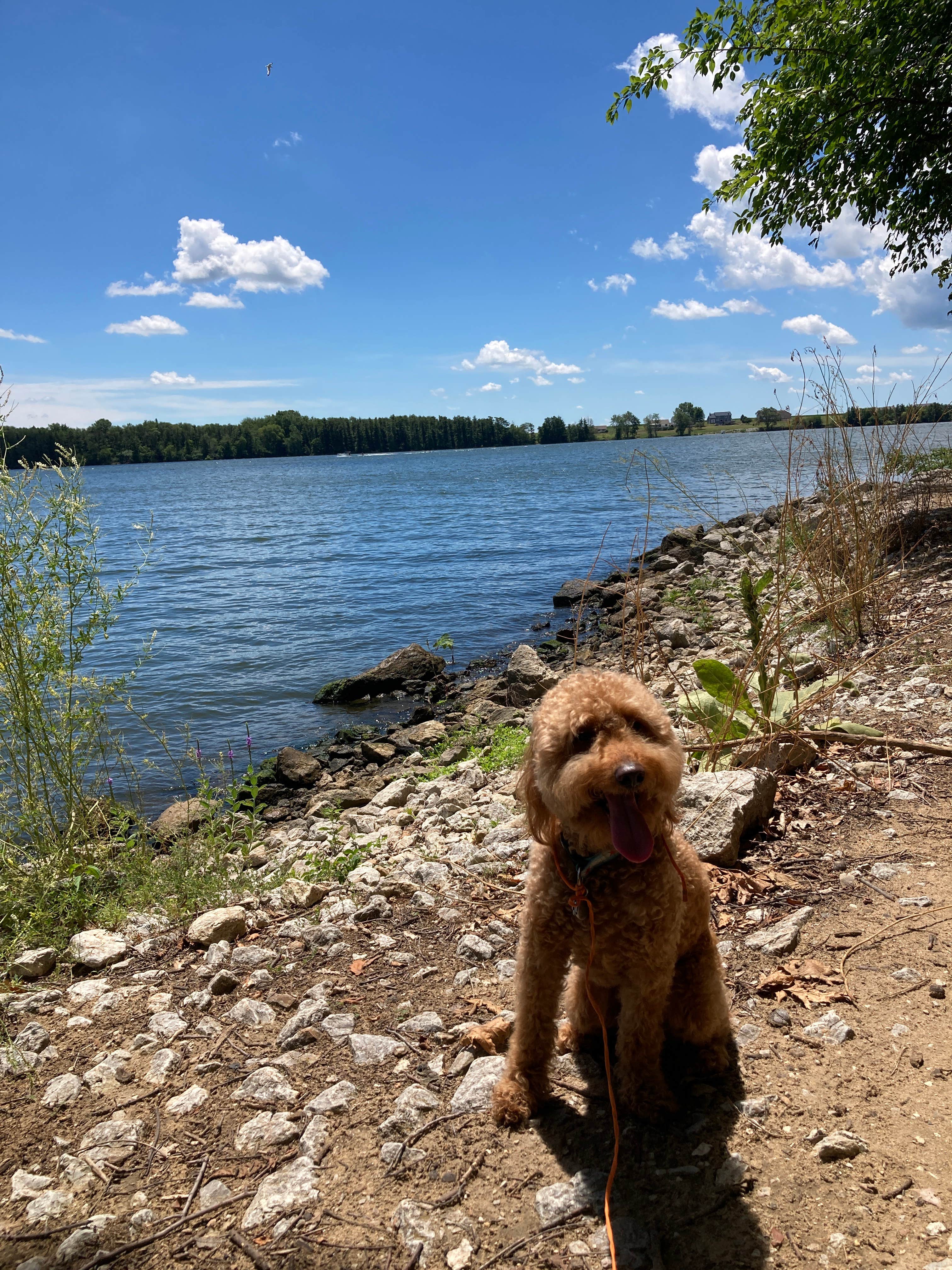 Linda N.'s photo of camping with pets at Clinton Lake State Recreation Area near Rochester, IL
