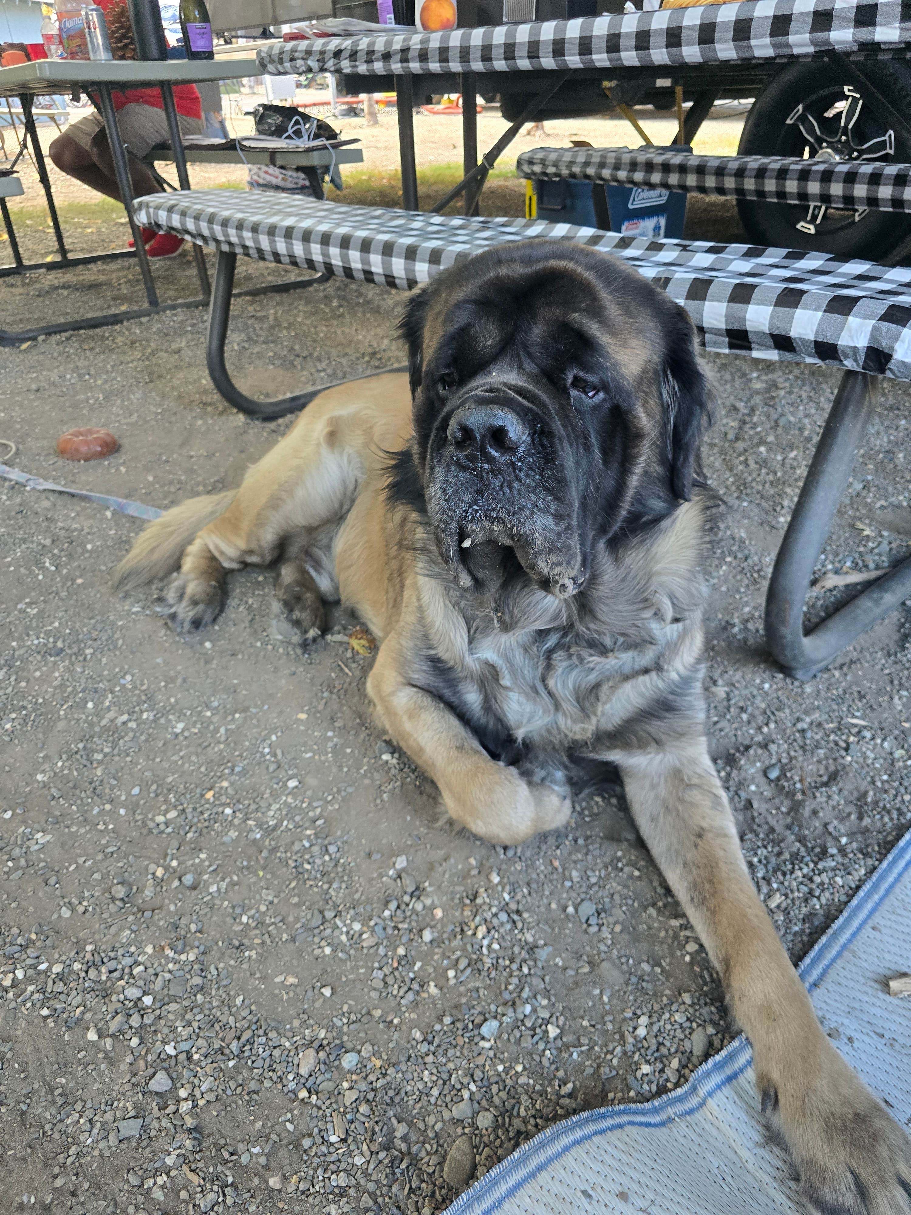 Monique D.'s photo of camping with pets at Clio's Rivers Edge RV Park near Plumas National Forest