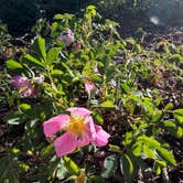 Review photo of Close to Adventure Camping by Lindsay I., June 18, 2026