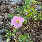 Review photo of Close to Adventure Camping by Lindsay I., June 18, 2026
