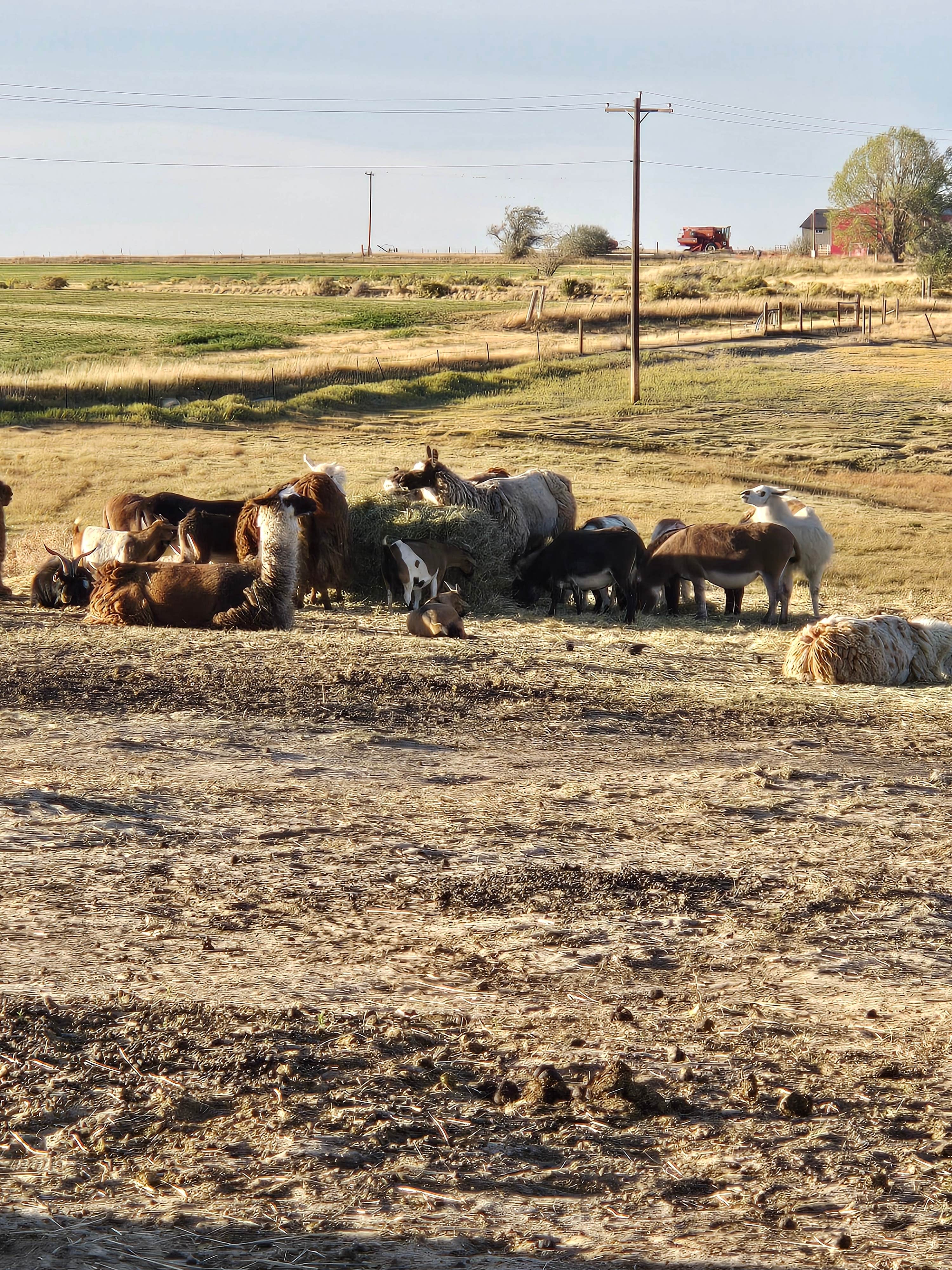 Camper-submitted photo at Cloud Peak Llama and Alpaca Ranch near Alcova, WY