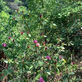 Review photo of Cloudland Canyon State Park Campground by Ted H., May 5, 2025