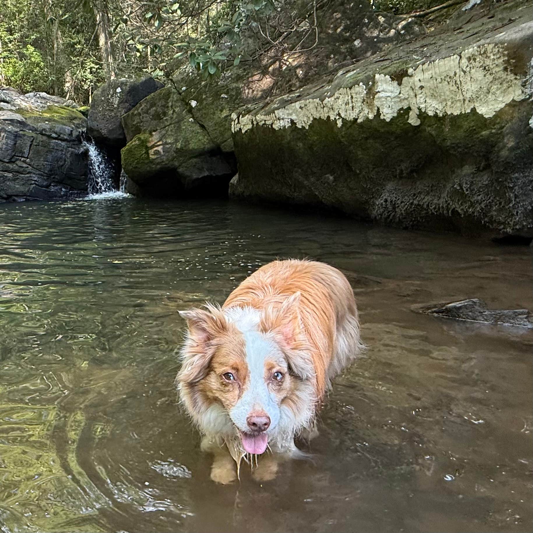 G F.'s photo of camping with pets at Cloudland Canyon State Park Campground near Rising Fawn, GA