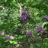 Review photo of Cloudland Canyon State Park Campground by Ted H., May 5, 2025