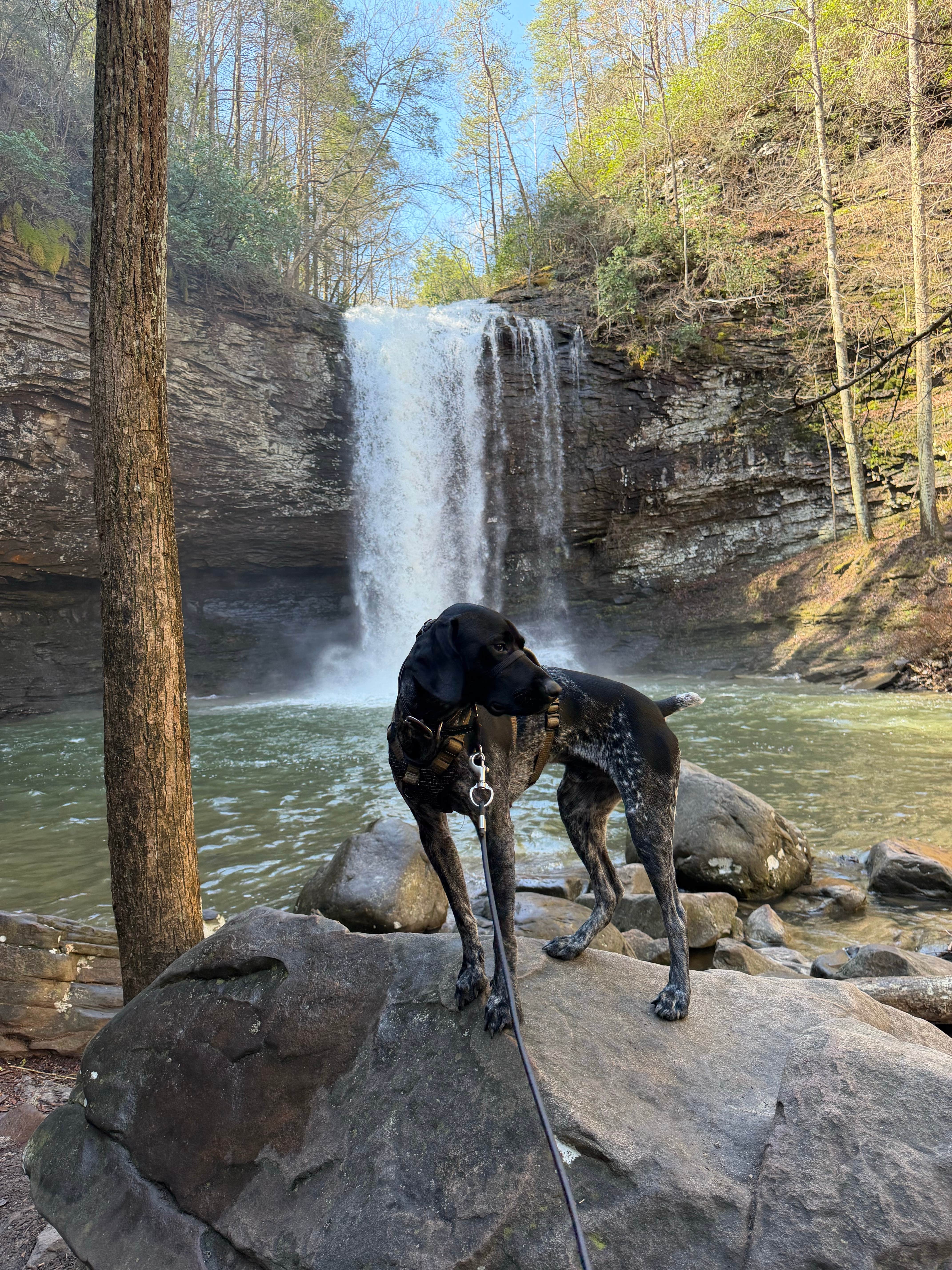 Whitney  W.'s photo of camping with pets at Cloudland Canyon State Park Campground near Jasper, TN