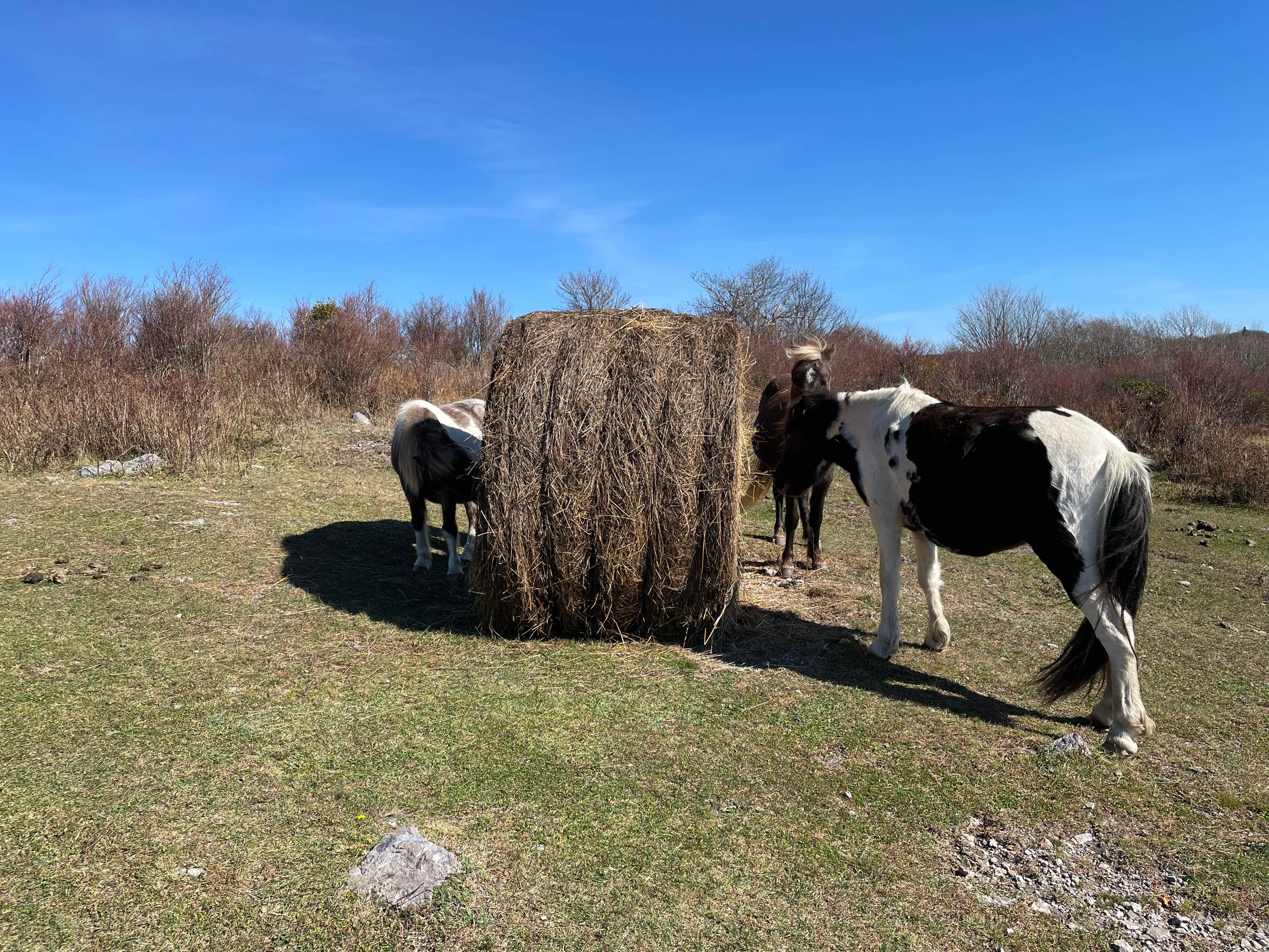 Camper submitted image from Cloverdale Farms - 3