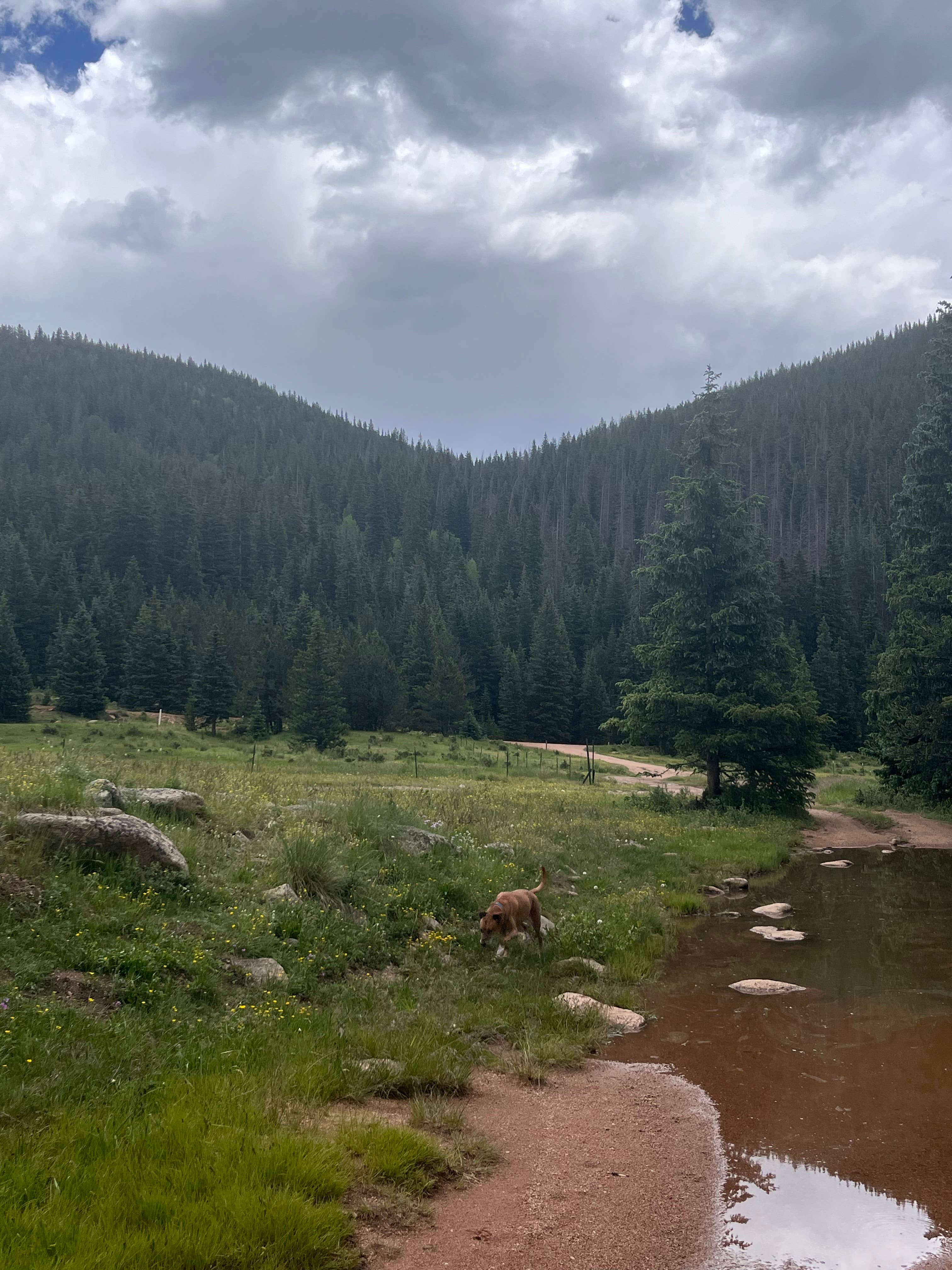 Megan H.'s photo of camping with pets at clyde dispersed camping near Fountain, CO