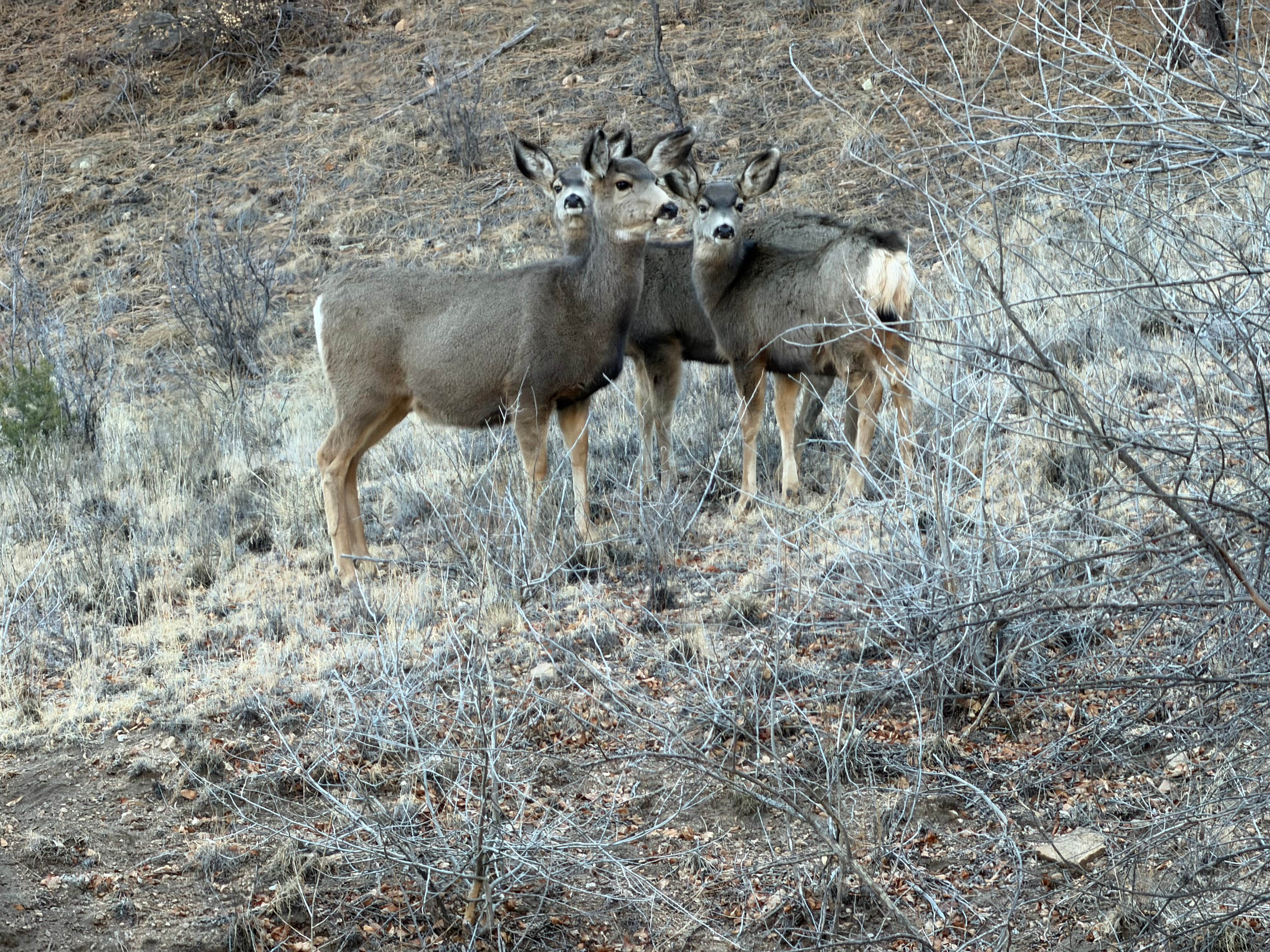 Camper submitted image from Co Rd 306 Dispersed Camping - 5