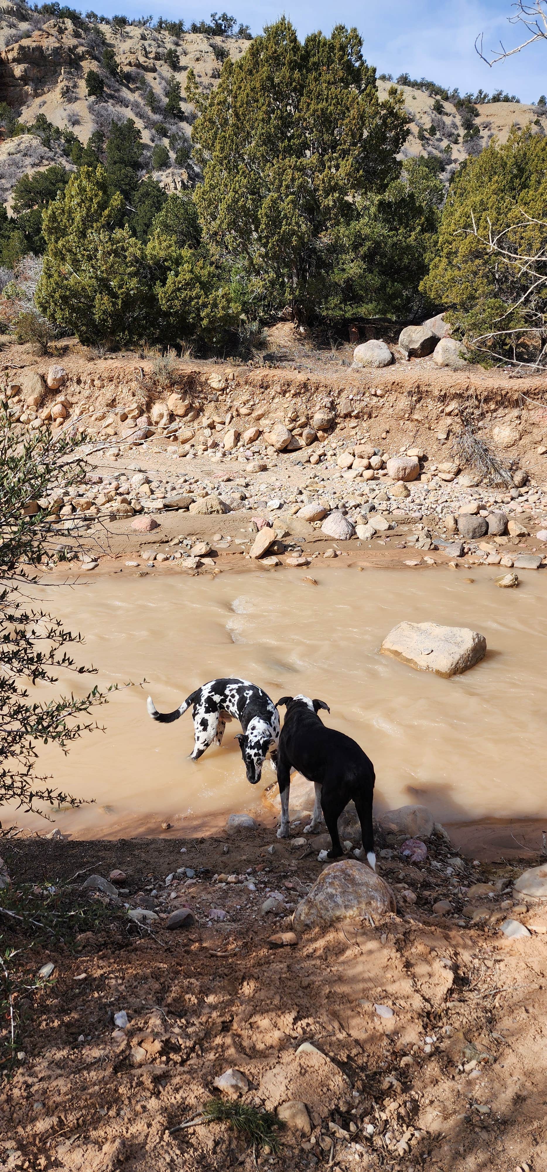 Sue B.'s photo of camping with pets at Coal Creek near Cedar City, UT