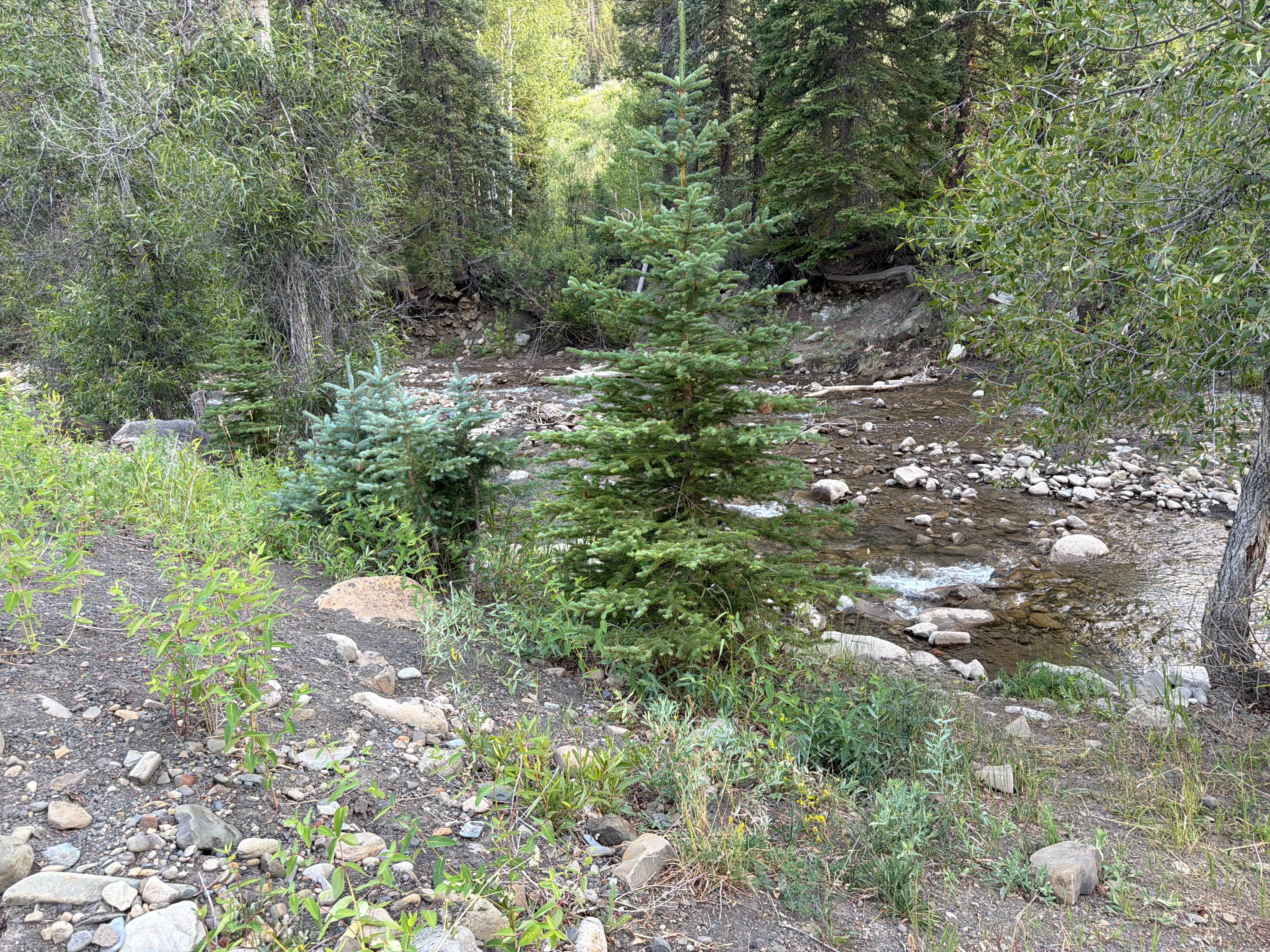 Camper-submitted photo at Coal Creek Road Disbursed Camping near Redstone, CO