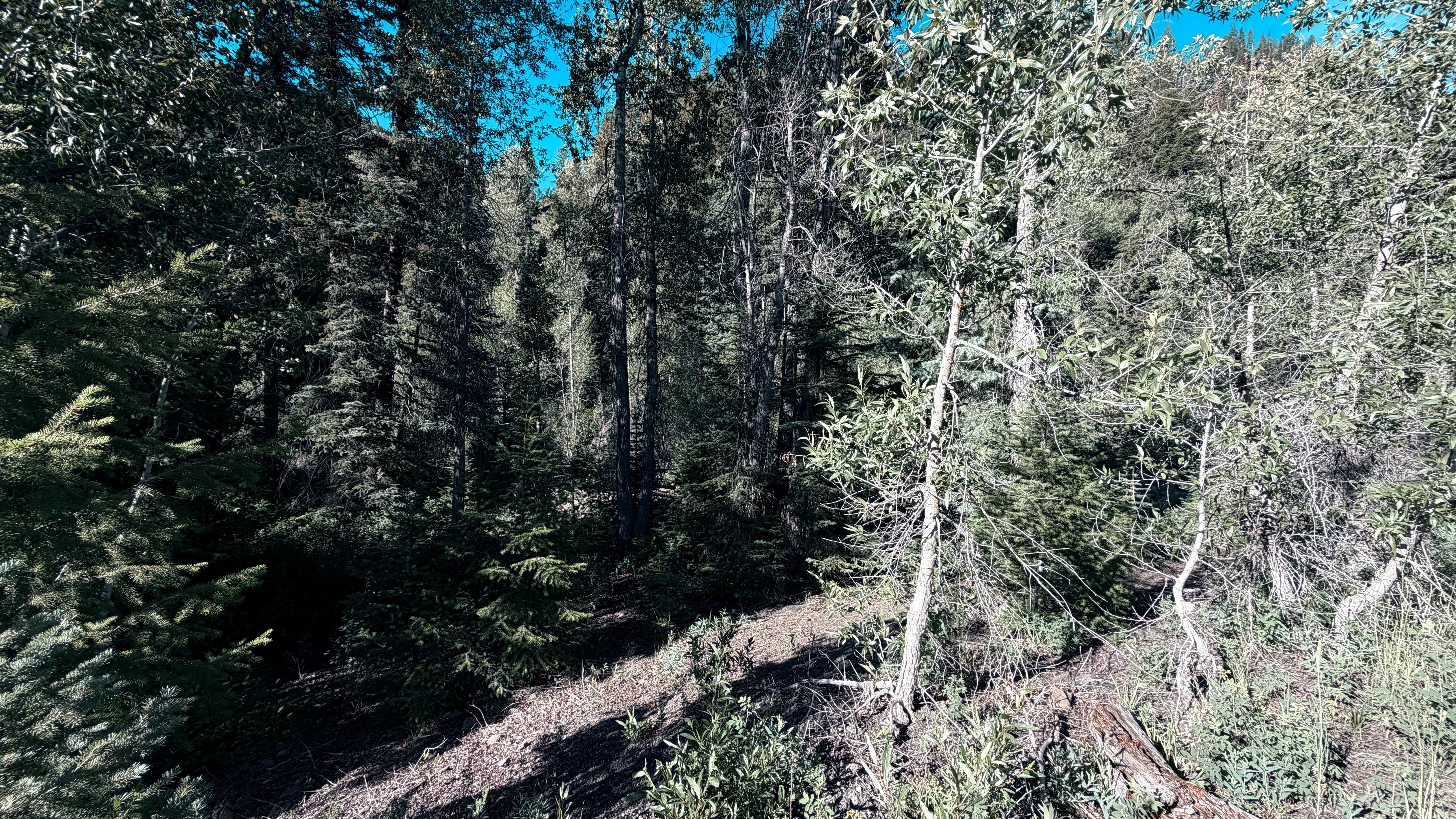 Camping near Curecanti Creek - Curecanti National Recreation Area: Coal Creek, Curecanti National Recreation Area, Colorado