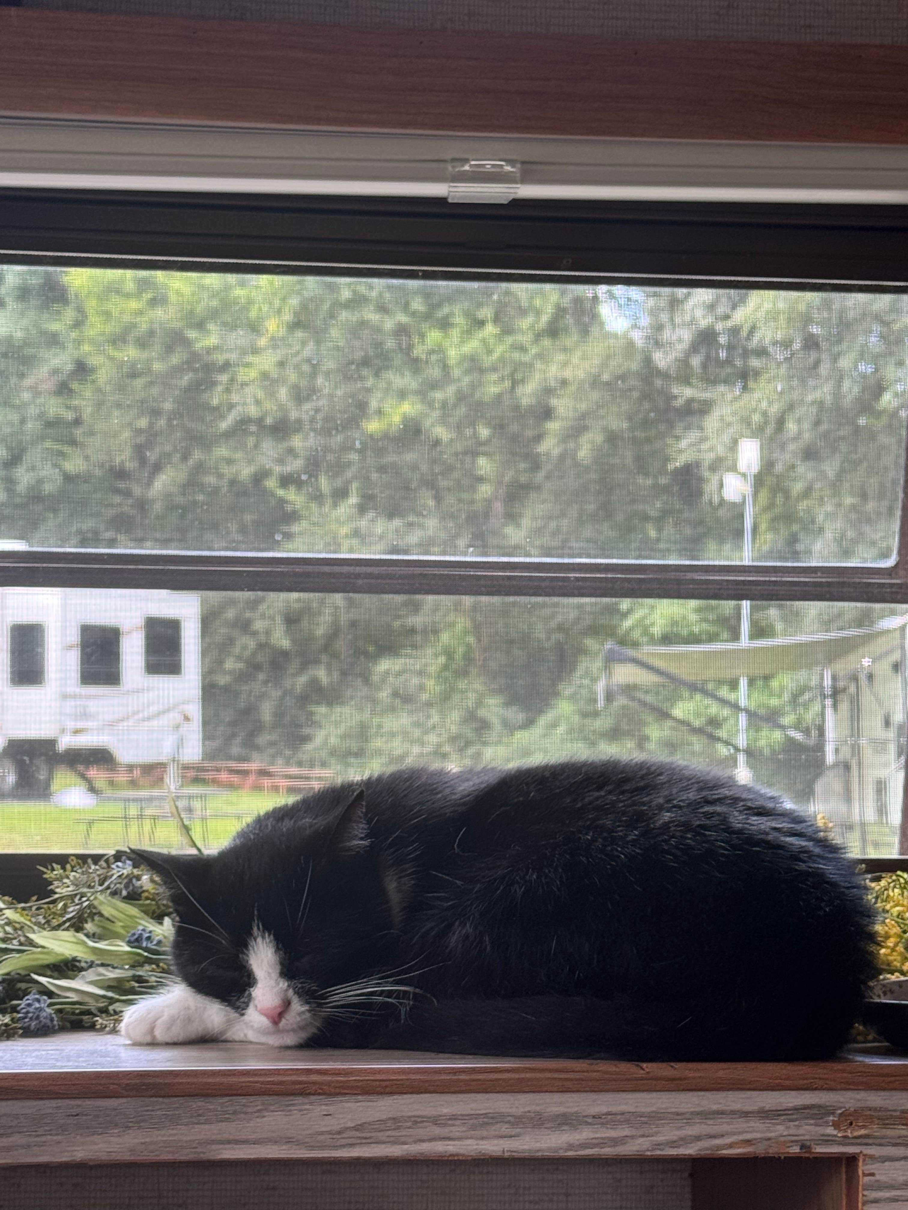 madison F.'s photo of camping with pets at Cobble Hill RV Campground (Formerly) Carolina Rose near Mooresville, NC