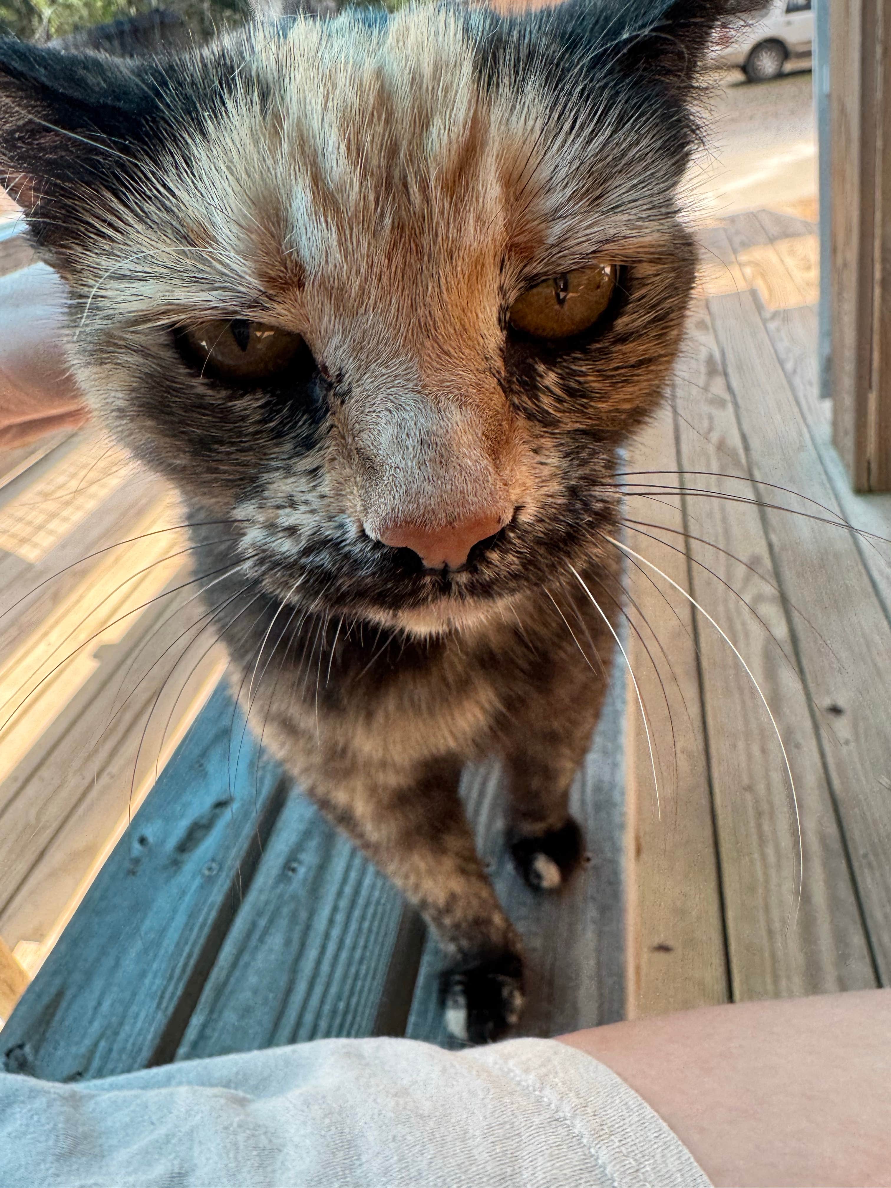 madison F.'s photo of camping with pets at Cobble Hill RV Campground (Formerly) Carolina Rose near Mount Pleasant, NC