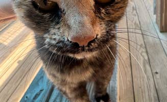 madison F.'s photo of camping with pets at Cobble Hill RV Campground (Formerly) Carolina Rose near Pfafftown, NC