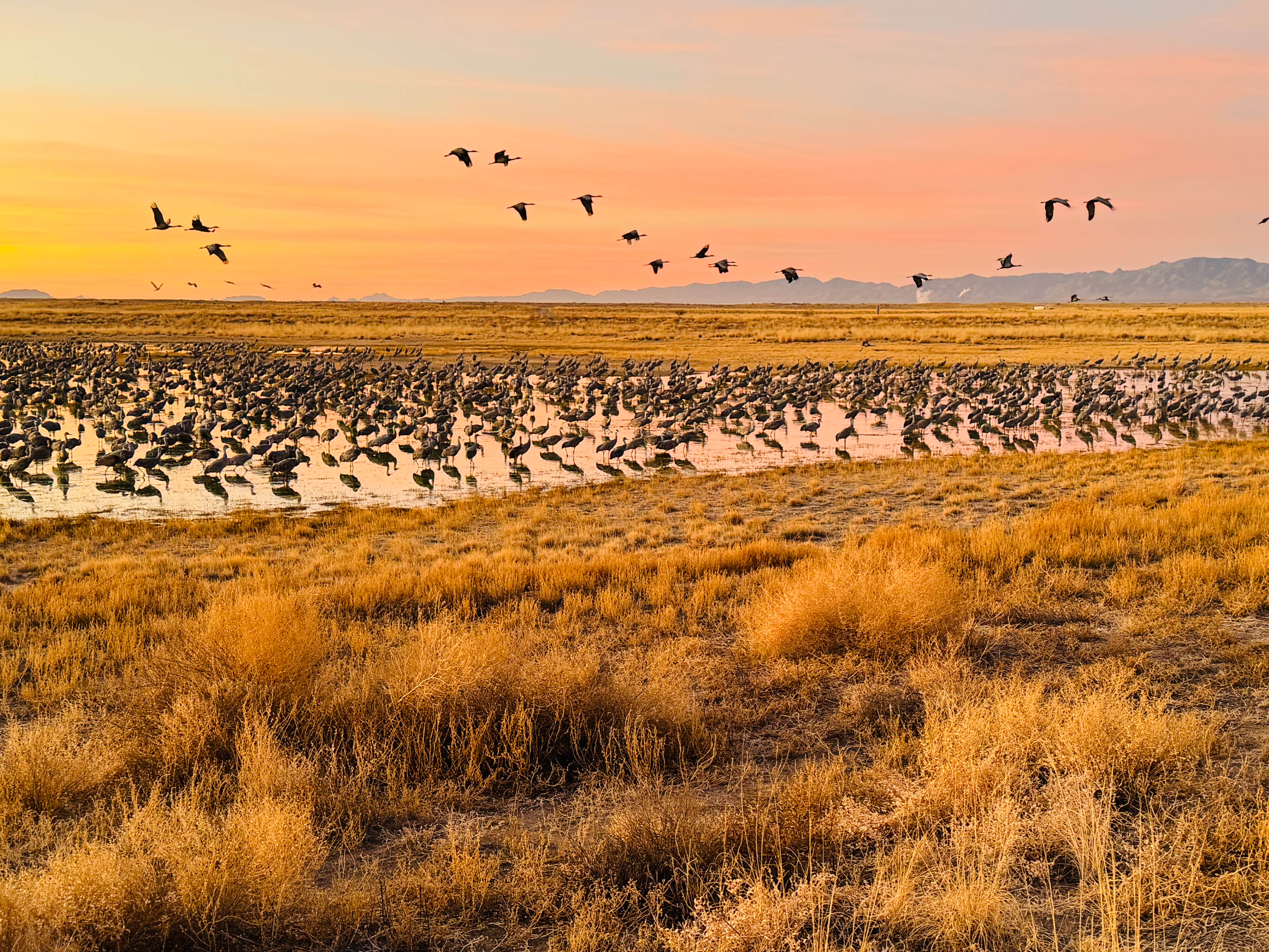 Camper-submitted photo at Cochise Lake Wildlife Viewing Area Dispersed near Willcox, AZ