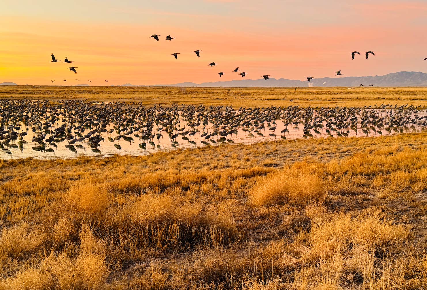 Cochise Lake Wildlife Viewing Area Dispersed Camping | Willcox, Arizona