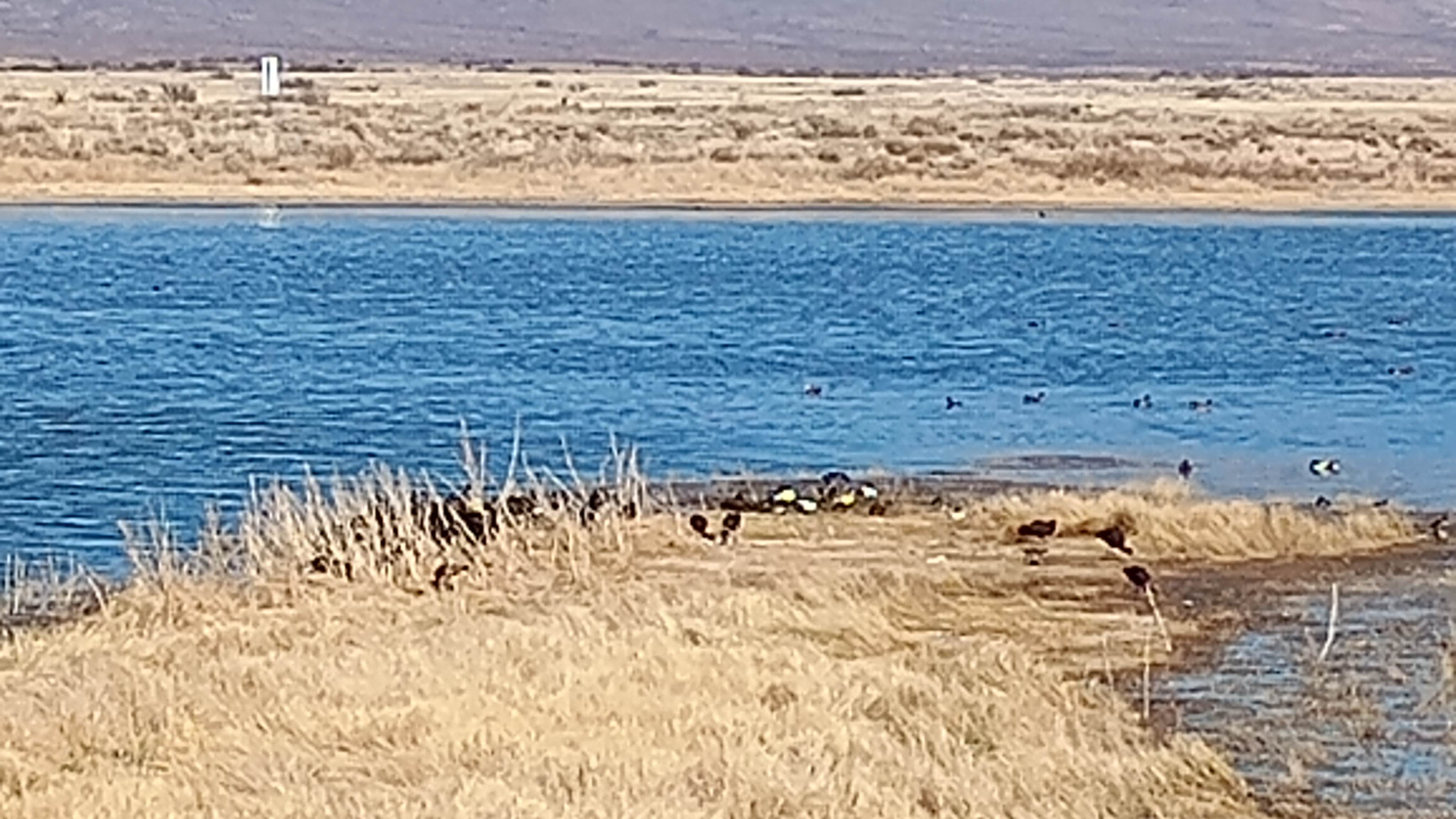 Karen's photo of camping with pets at Cochise Lake Wildlife Viewing Area Dispersed near Dragoon, AZ
