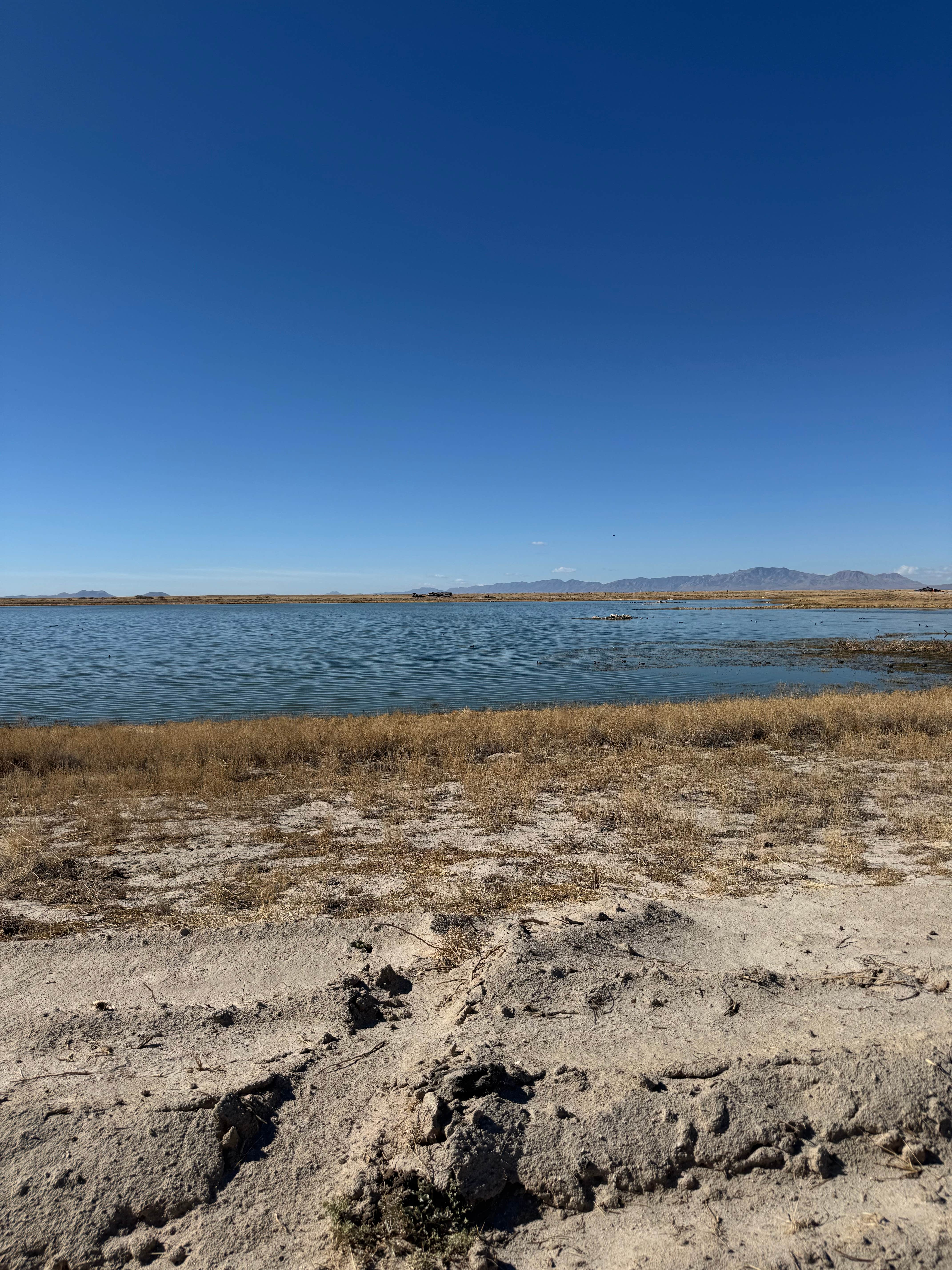 Camper-submitted photo at Cochise Lake Wildlife Viewing Area Dispersed near Willcox, AZ