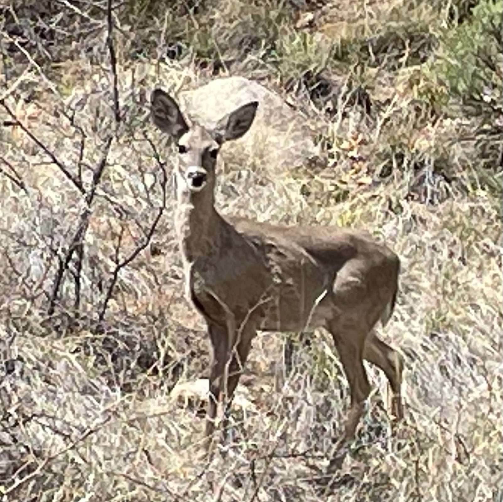 Camper-submitted photo at Cochise Stronghold near Sierra Vista, AZ