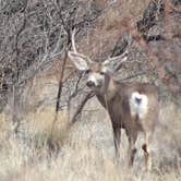 Review photo of Cochise Stronghold by Joel R., March 19, 2024