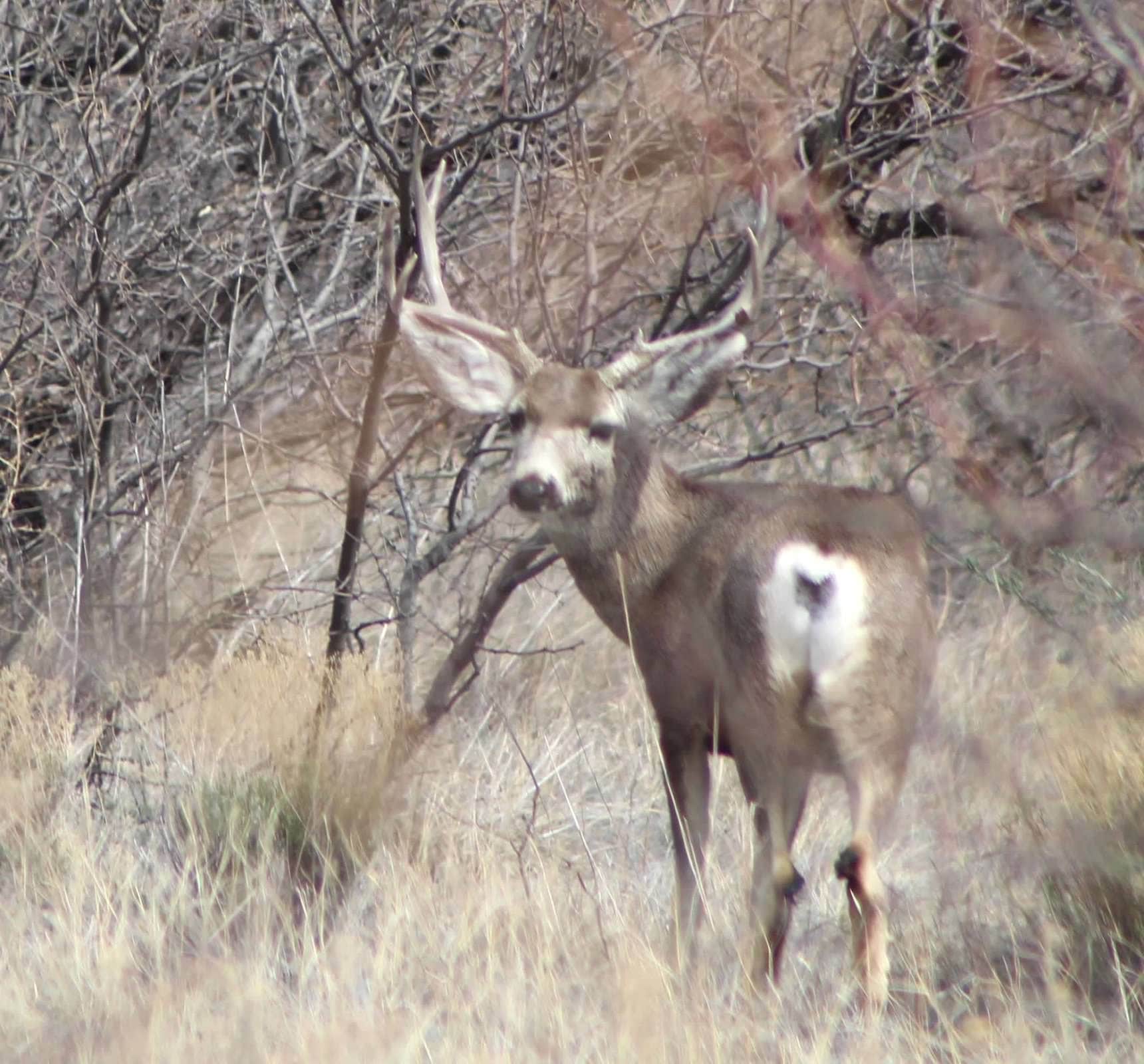 Camper submitted image from Cochise Stronghold - 2